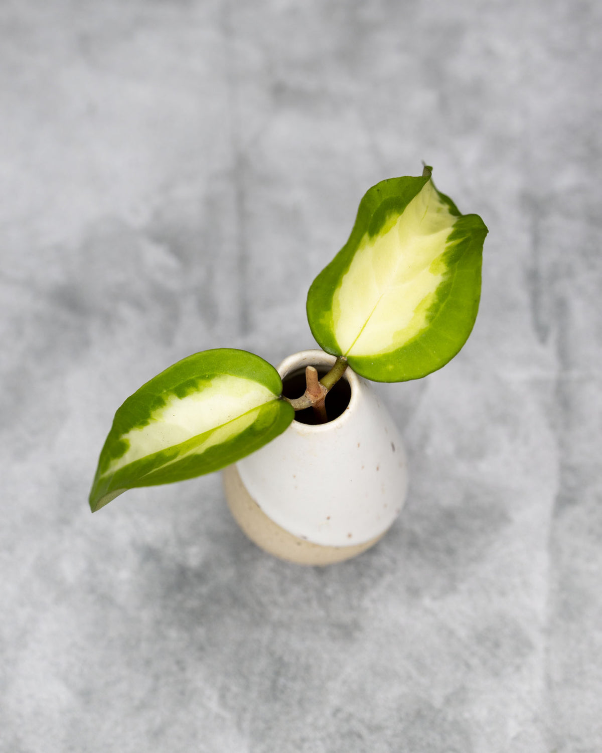 Hoya mindorensis (Inner Variegated)