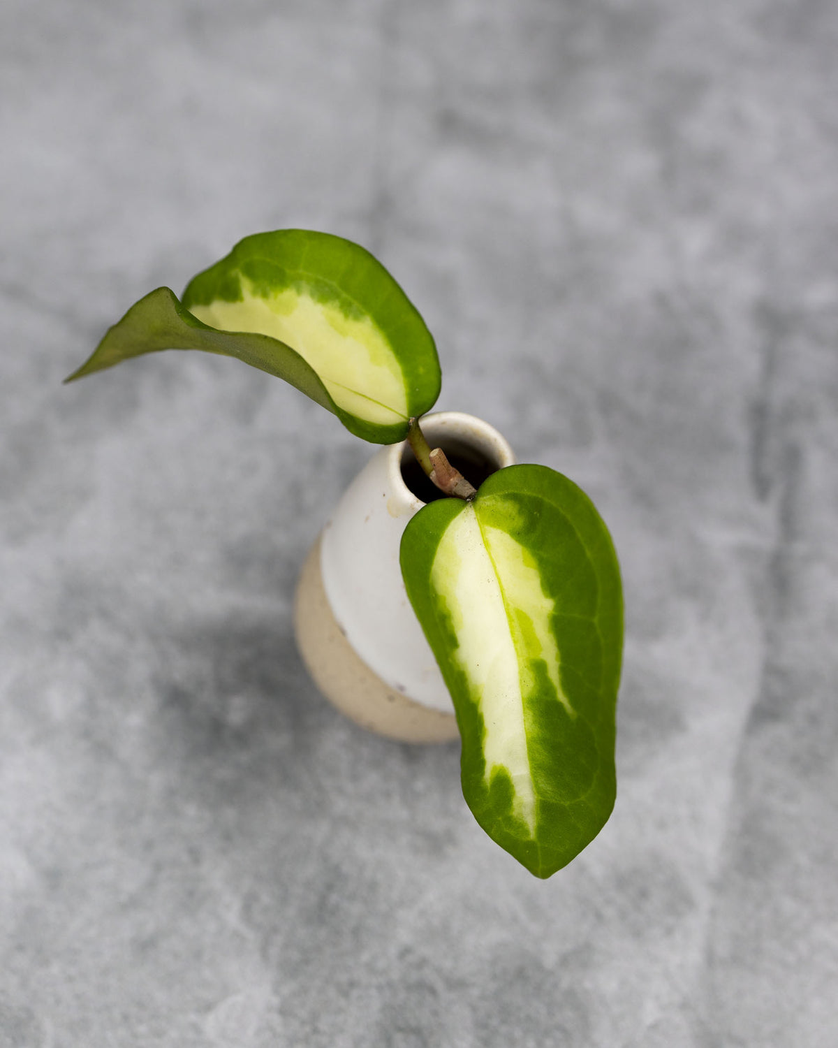 Hoya mindorensis (Inner Variegated)