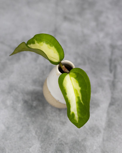 Hoya mindorensis (Inner Variegated)