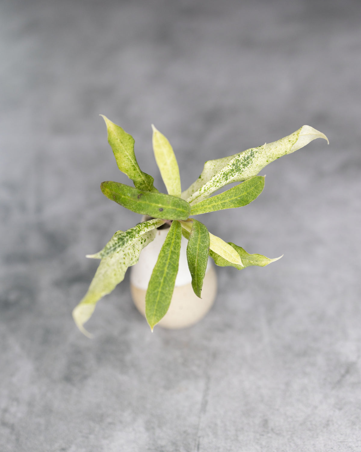 Hoya multiflora &