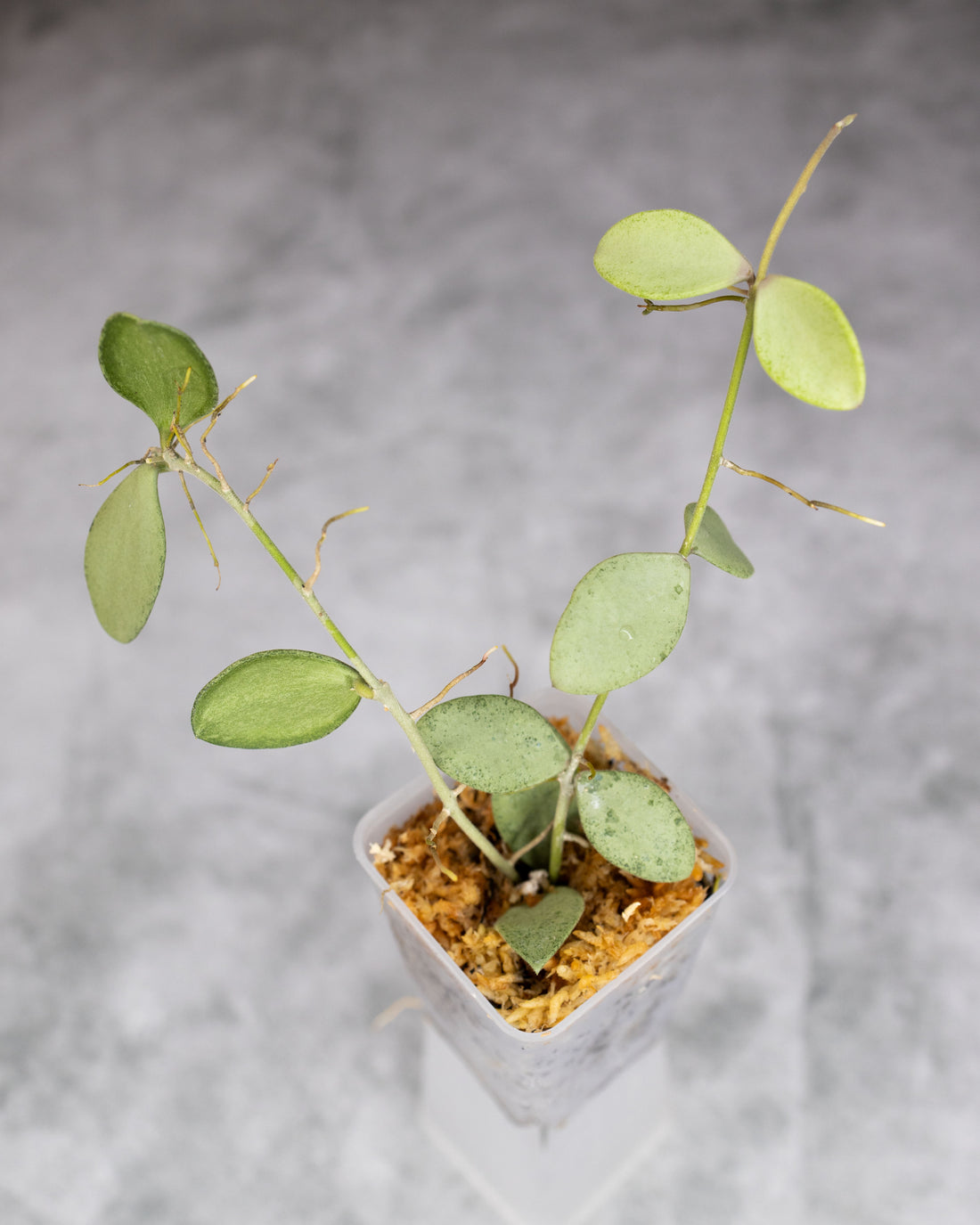 Hoya nummularioides (Silver)