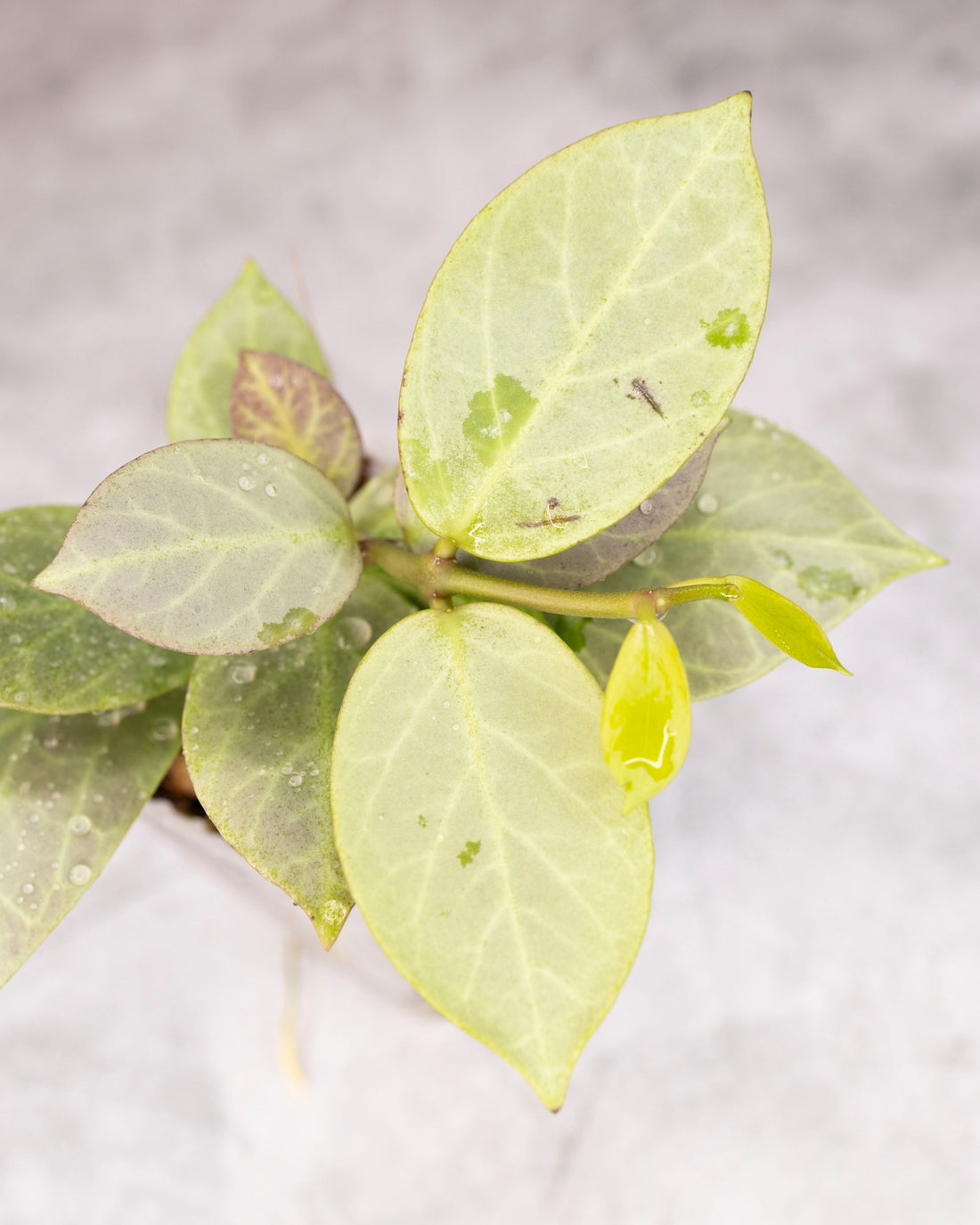 Close-up of a plant with silver leaves on a neutral background