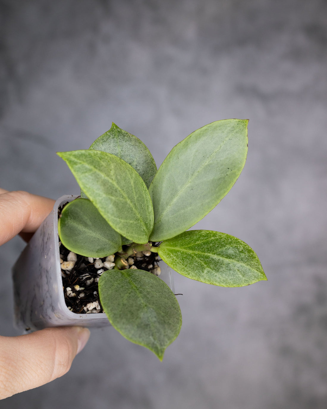 Hoya obscura cryptic chrome