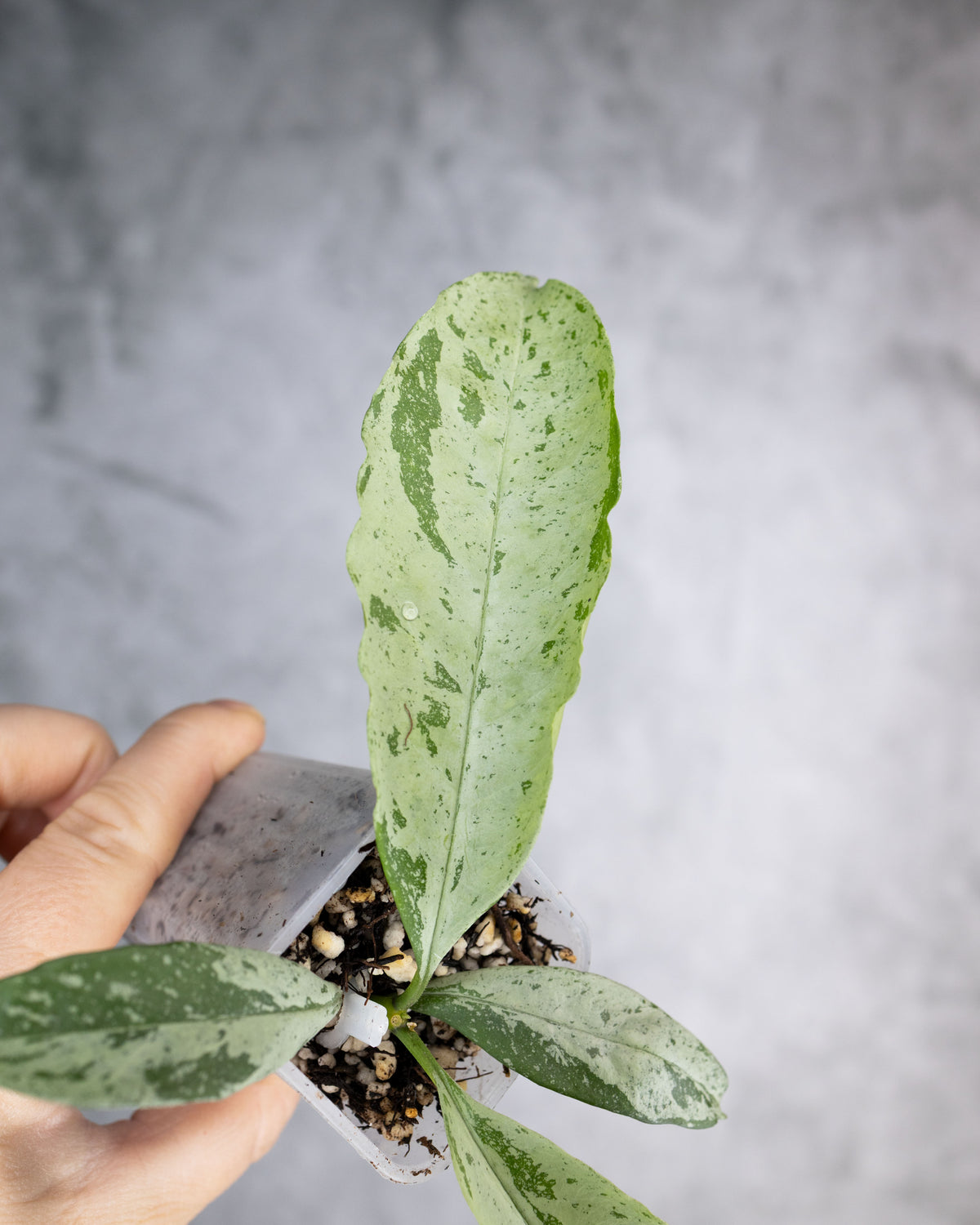 Hoya occultata Silver (Wavy Leaves)