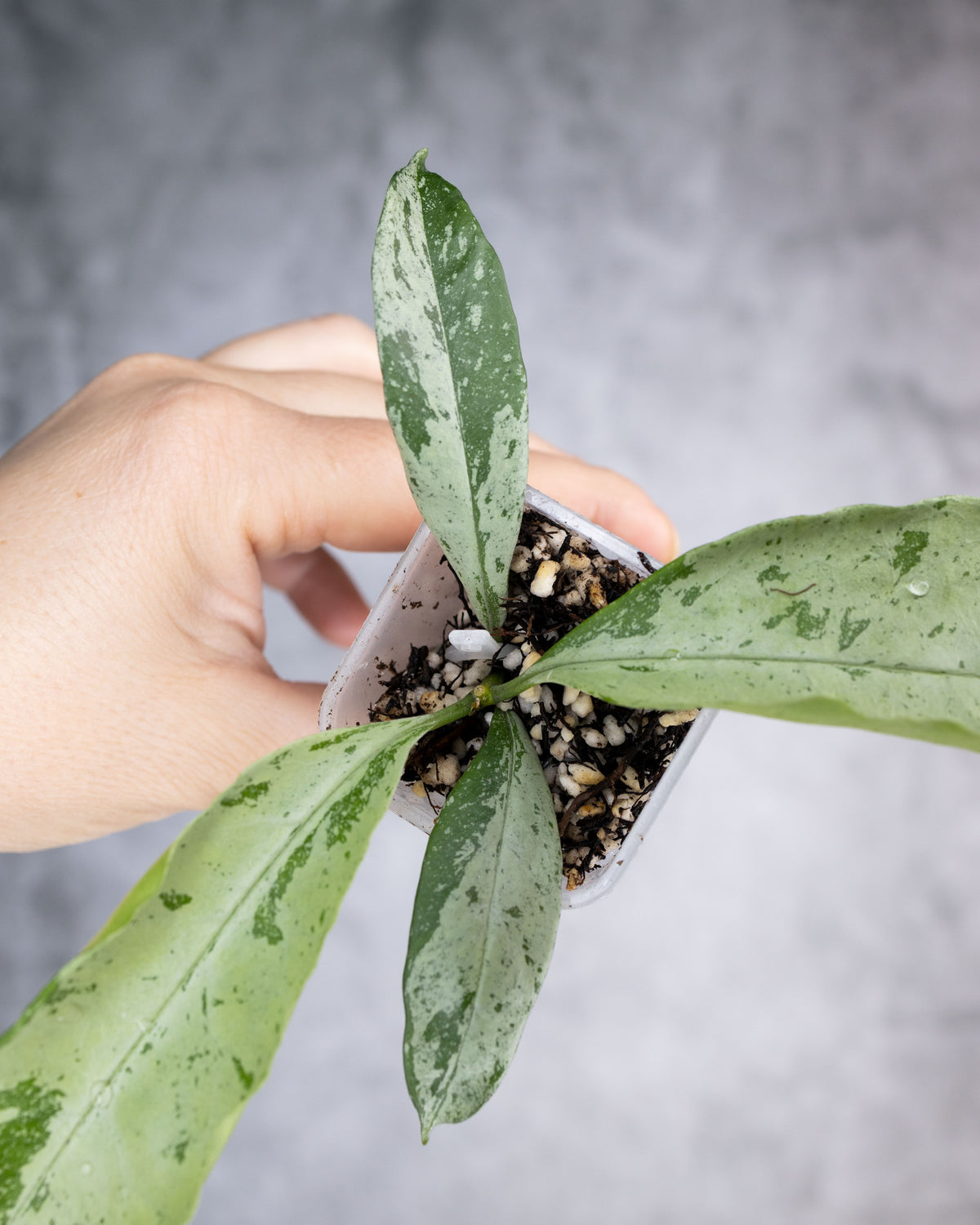 Hoya occultata Silver (Wavy Leaves)