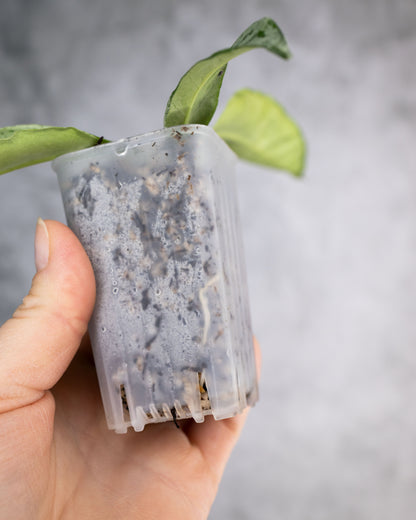 Hoya occultata Silver (Wavy Leaves)