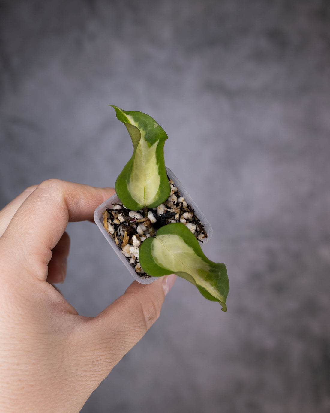 Hoya verticillata sp panglai inner variegated