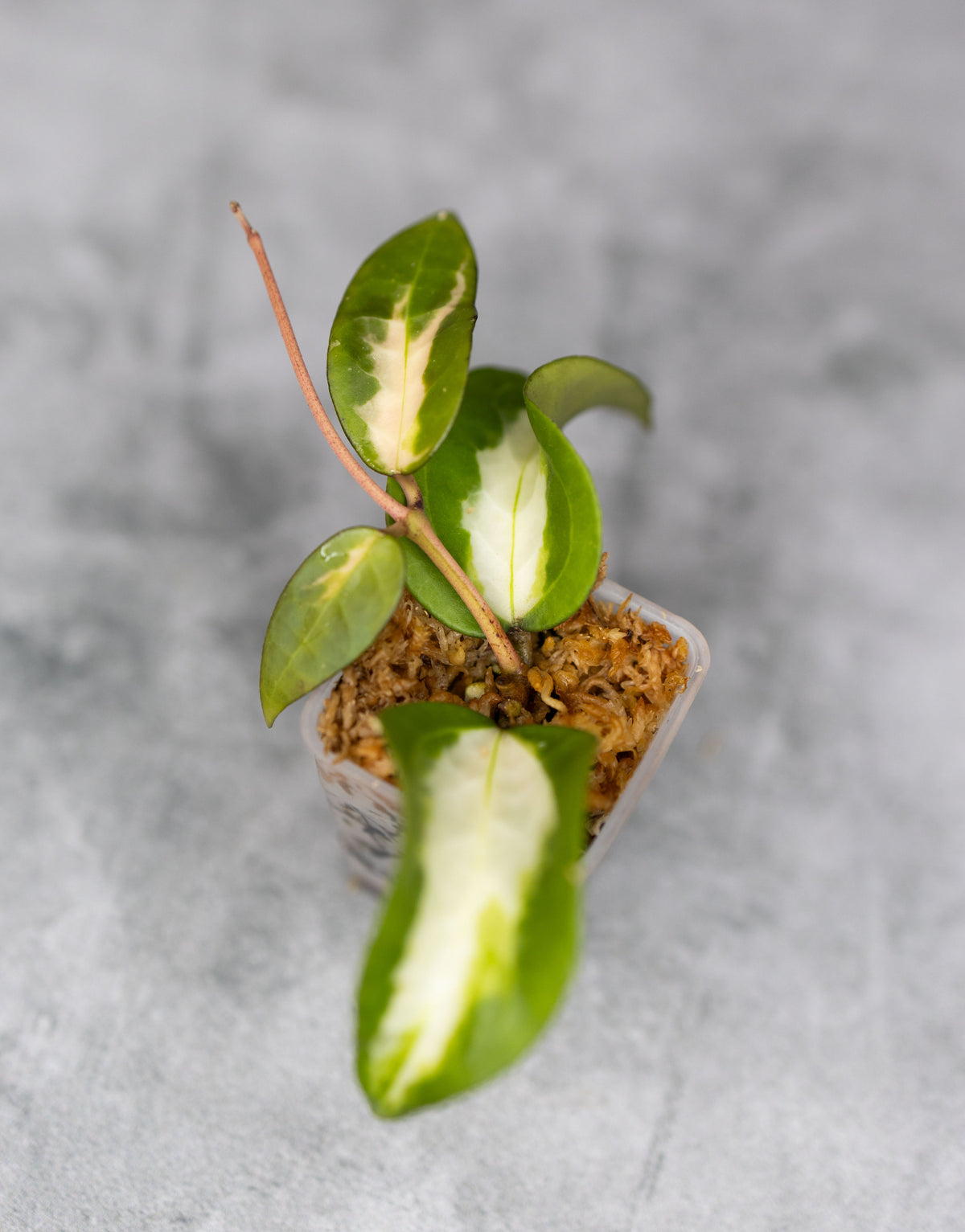 Hoya verticillata sp. Panglai (Inner Variegated)