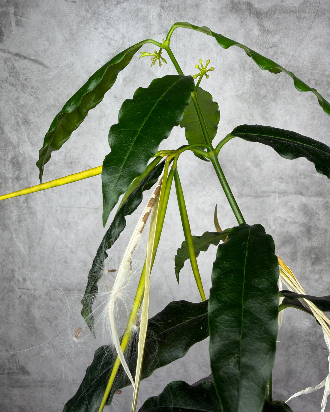 Close-up of green leaves on a textured gray background