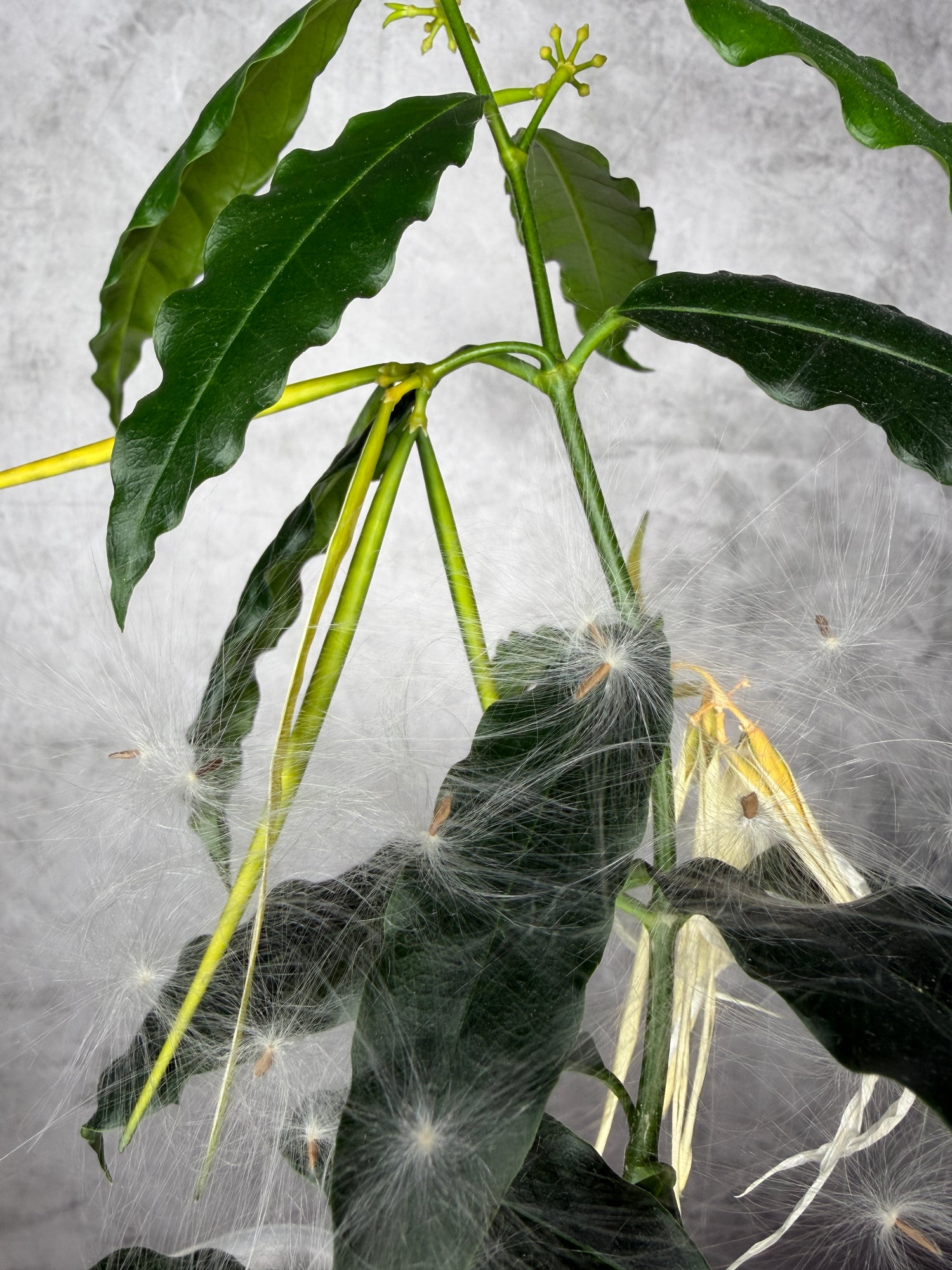 Close-up of green leaves with seeds on a textured gray background