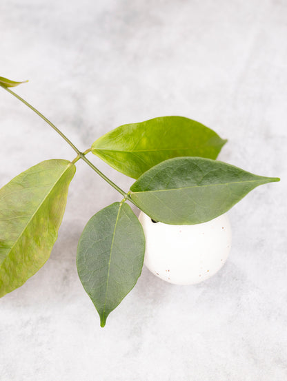 Hoya papuana