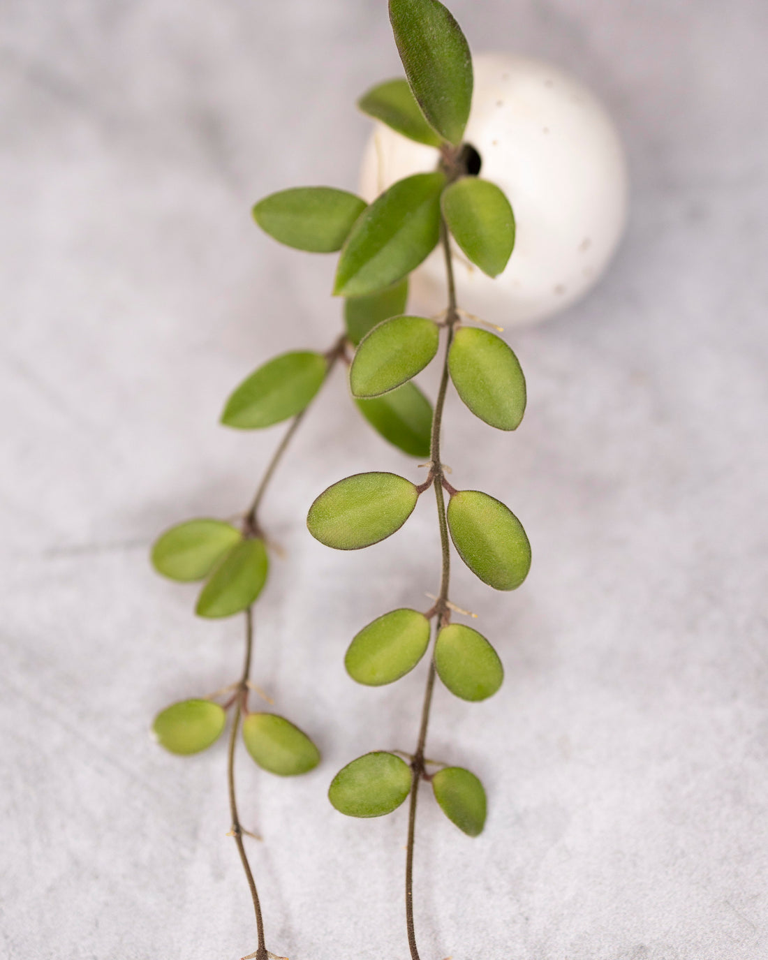 Hoya parvifolia (from seeds)
