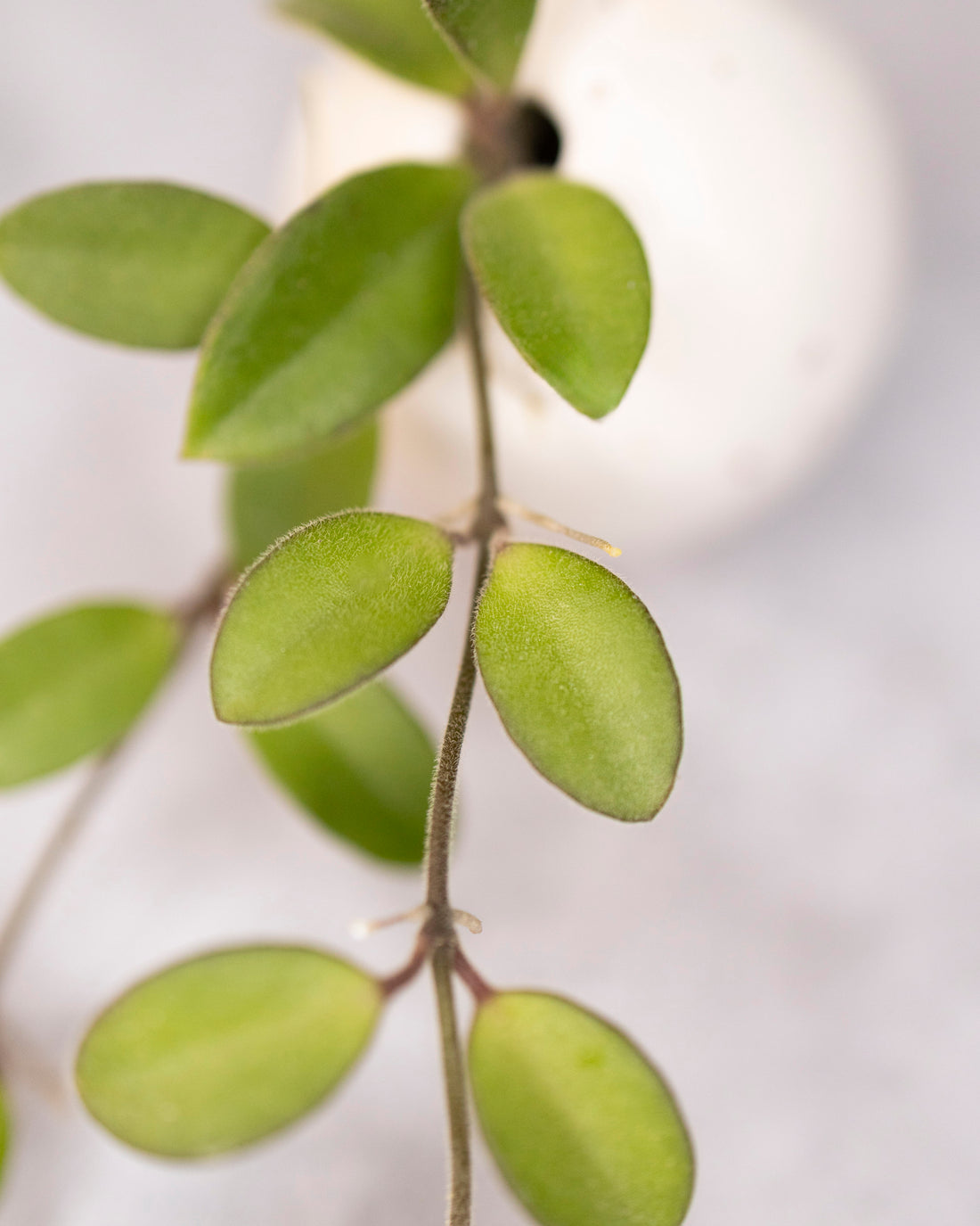 Close-up of a plant with green leaves on a blurred background