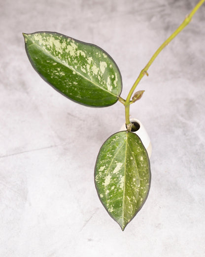 Green leaves with white spots on a light gray background