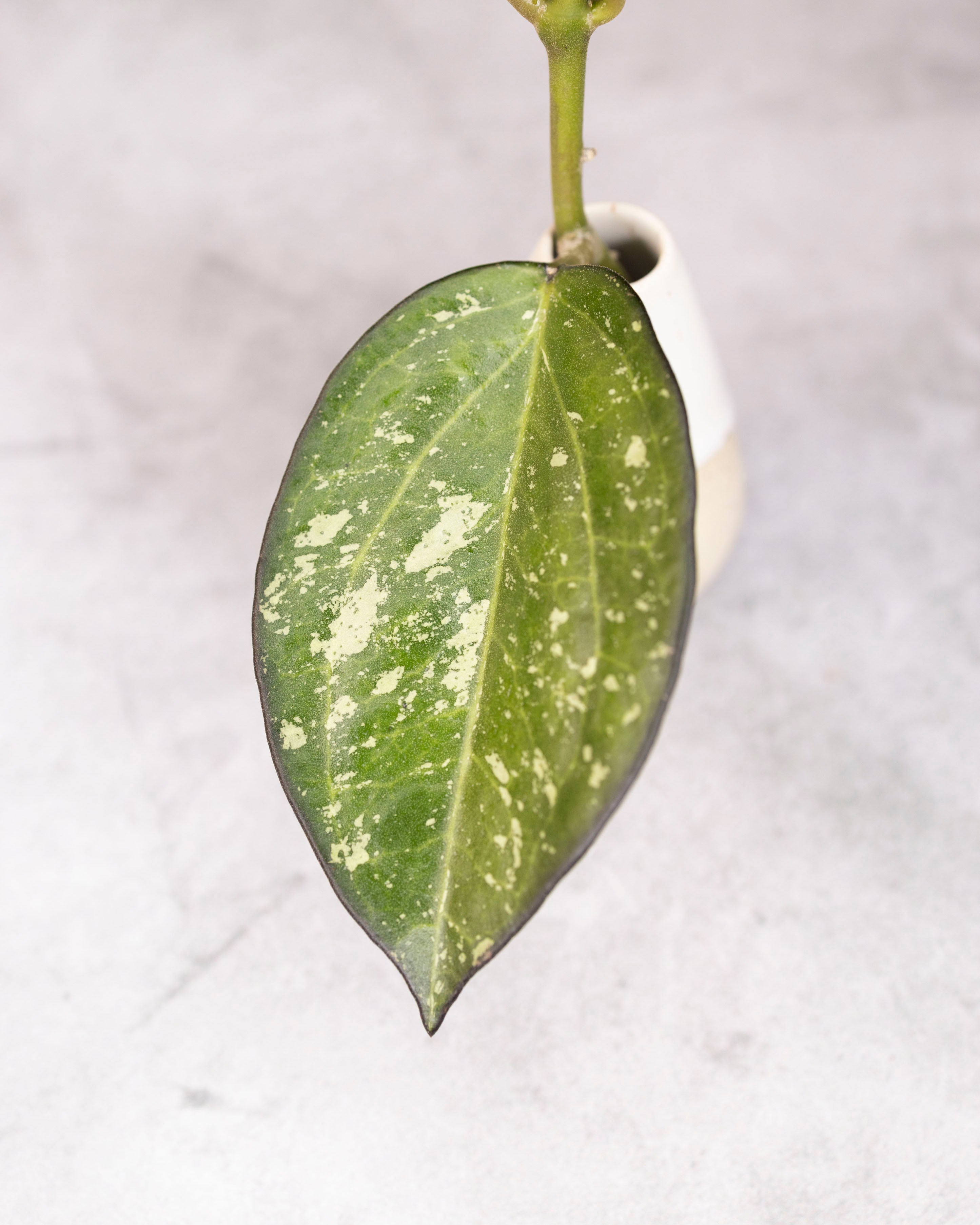 Close-up of a green leaf with white spots on a light gray background