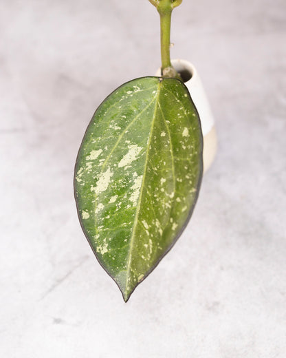Close-up of a green leaf with white spots on a light gray background