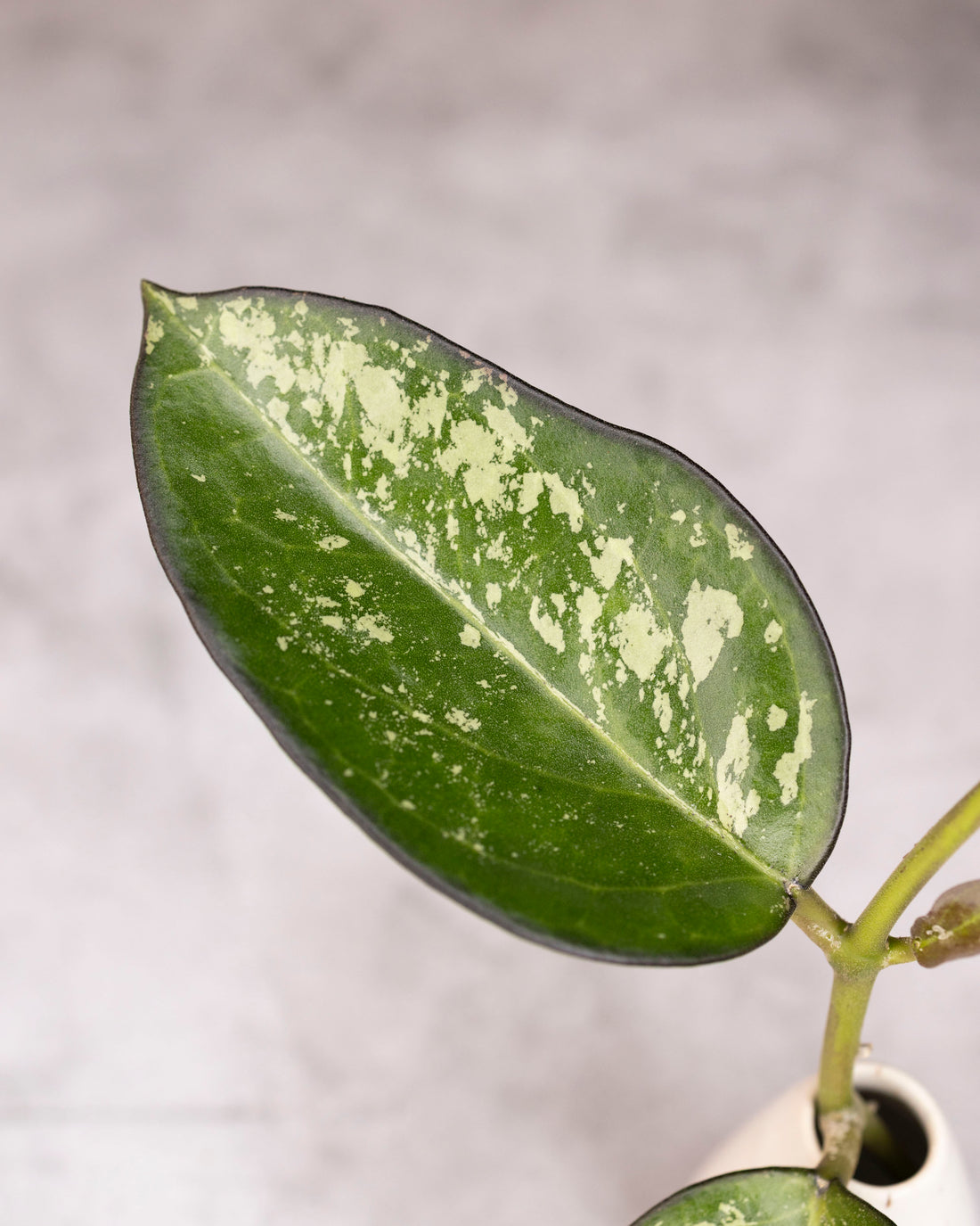 Close-up of a green leaf with white spots on a blurred background