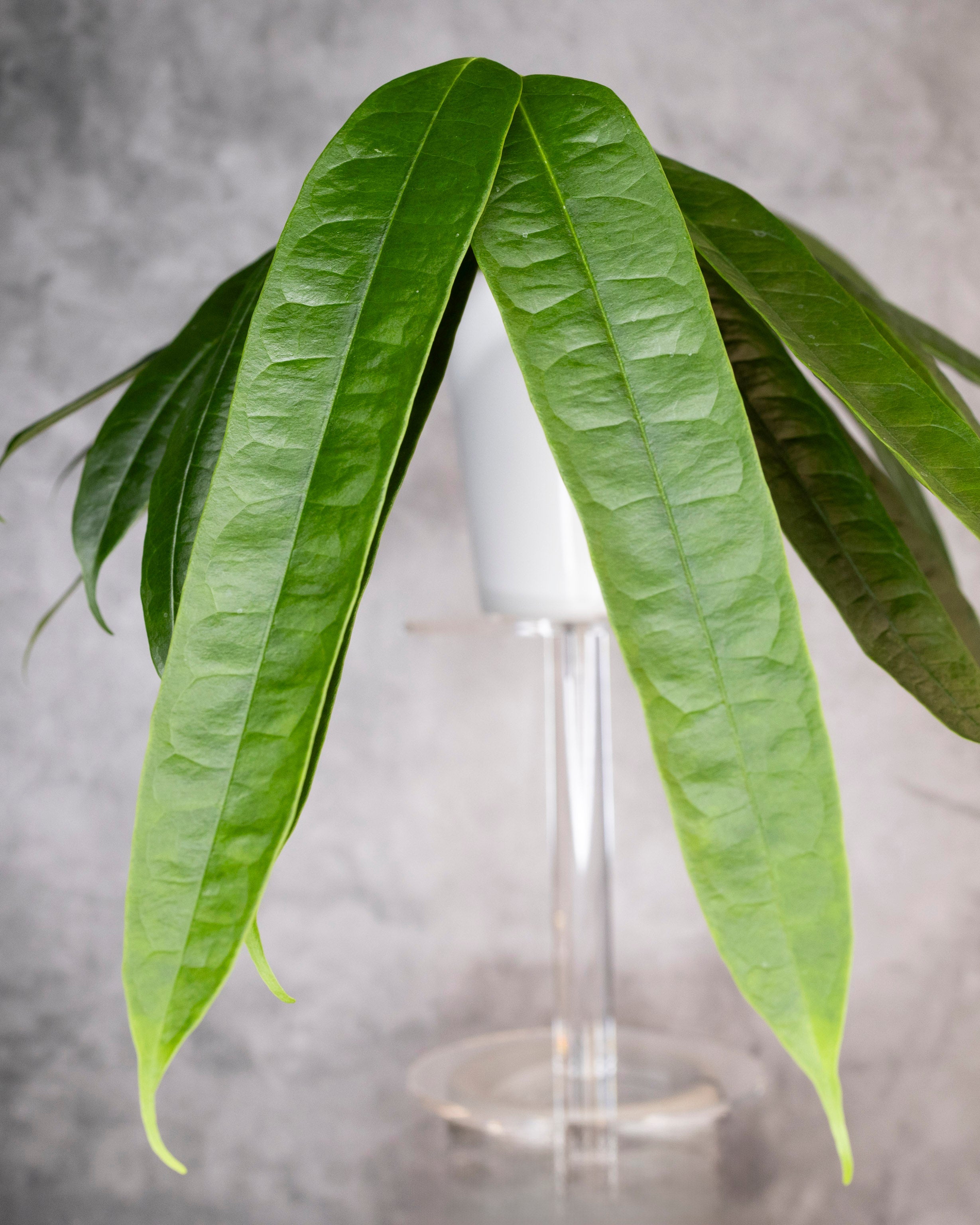 Hoya platycaulis