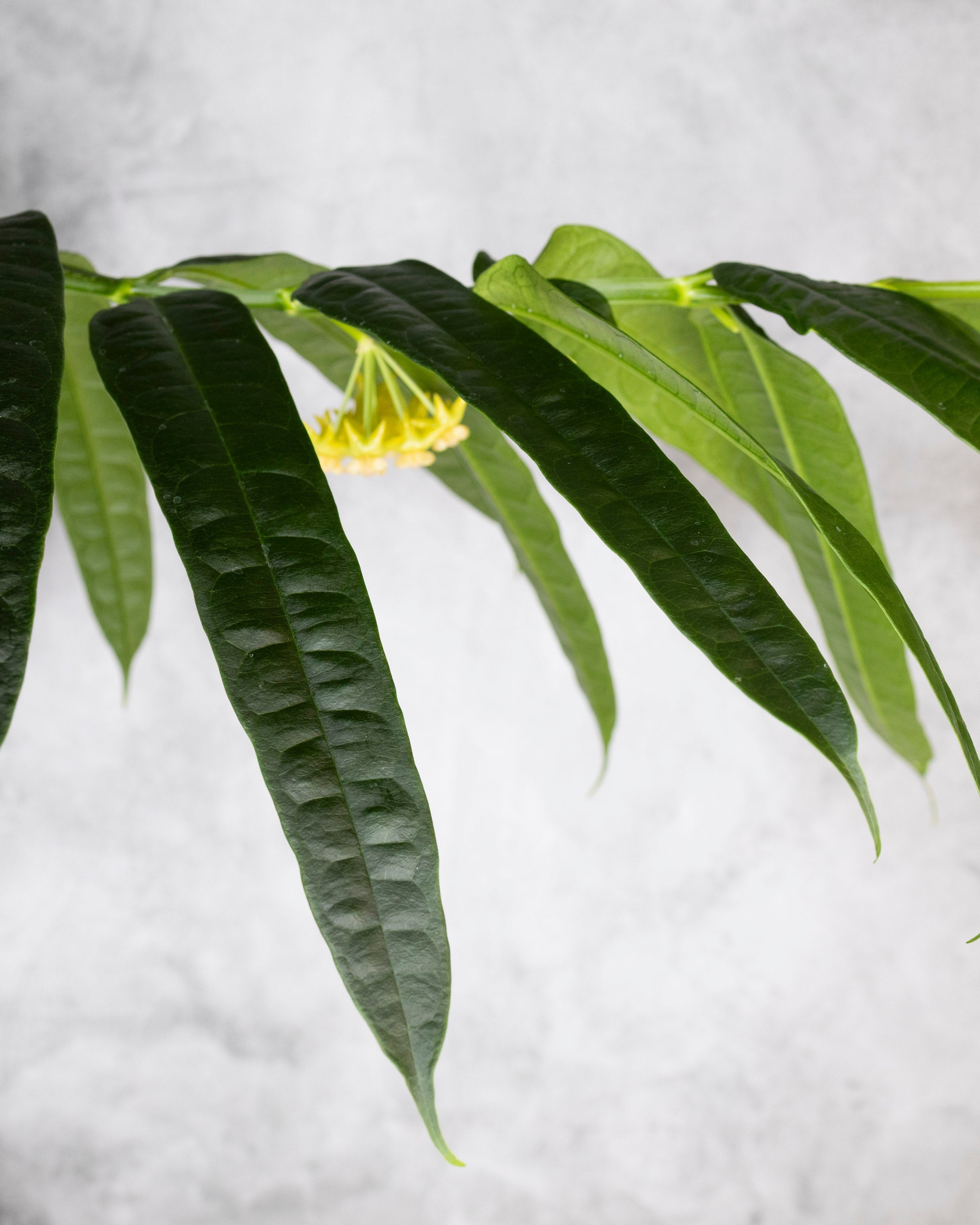 Hoya platycaulis Leaves