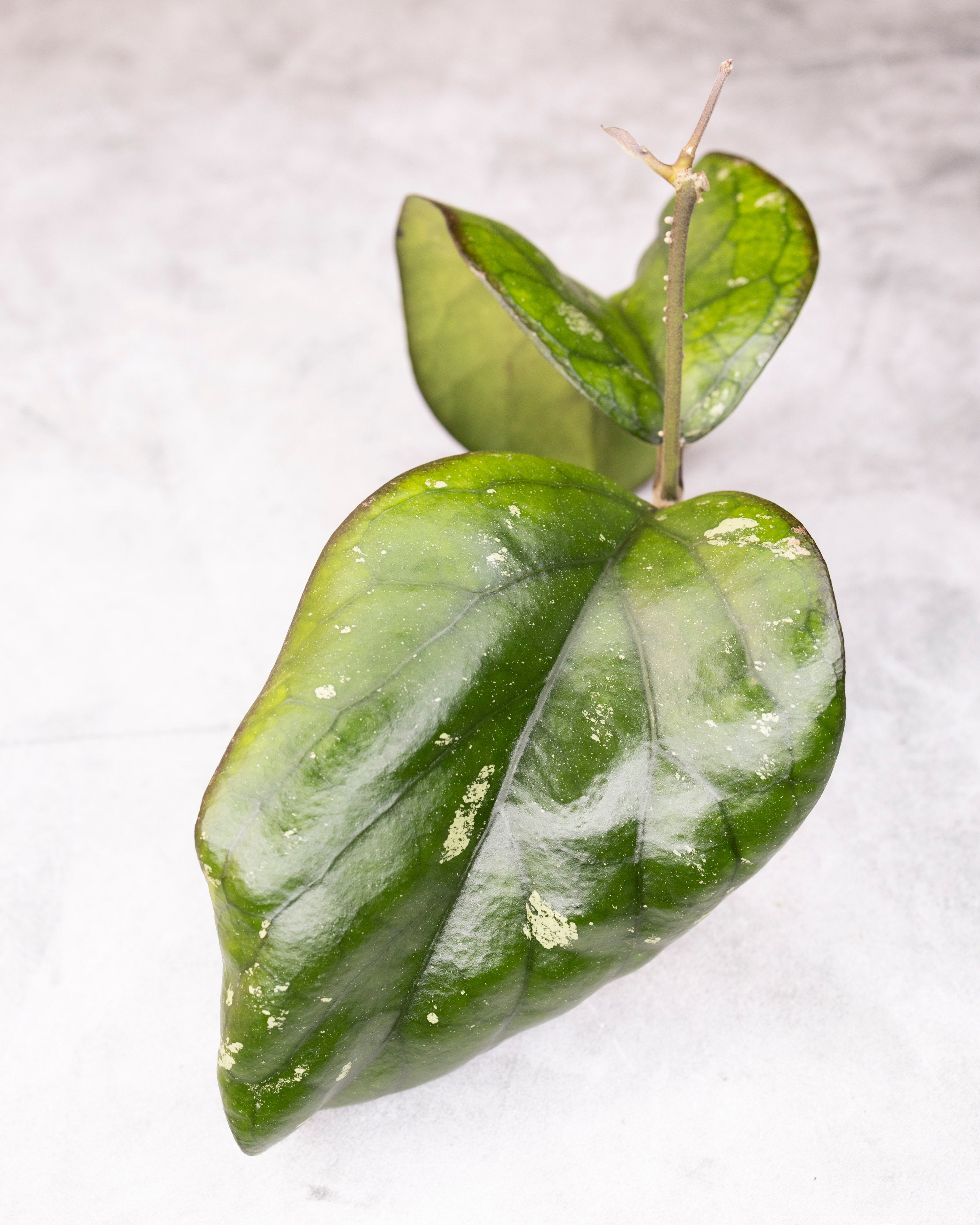 Close-up of a green leafy plant with a white background