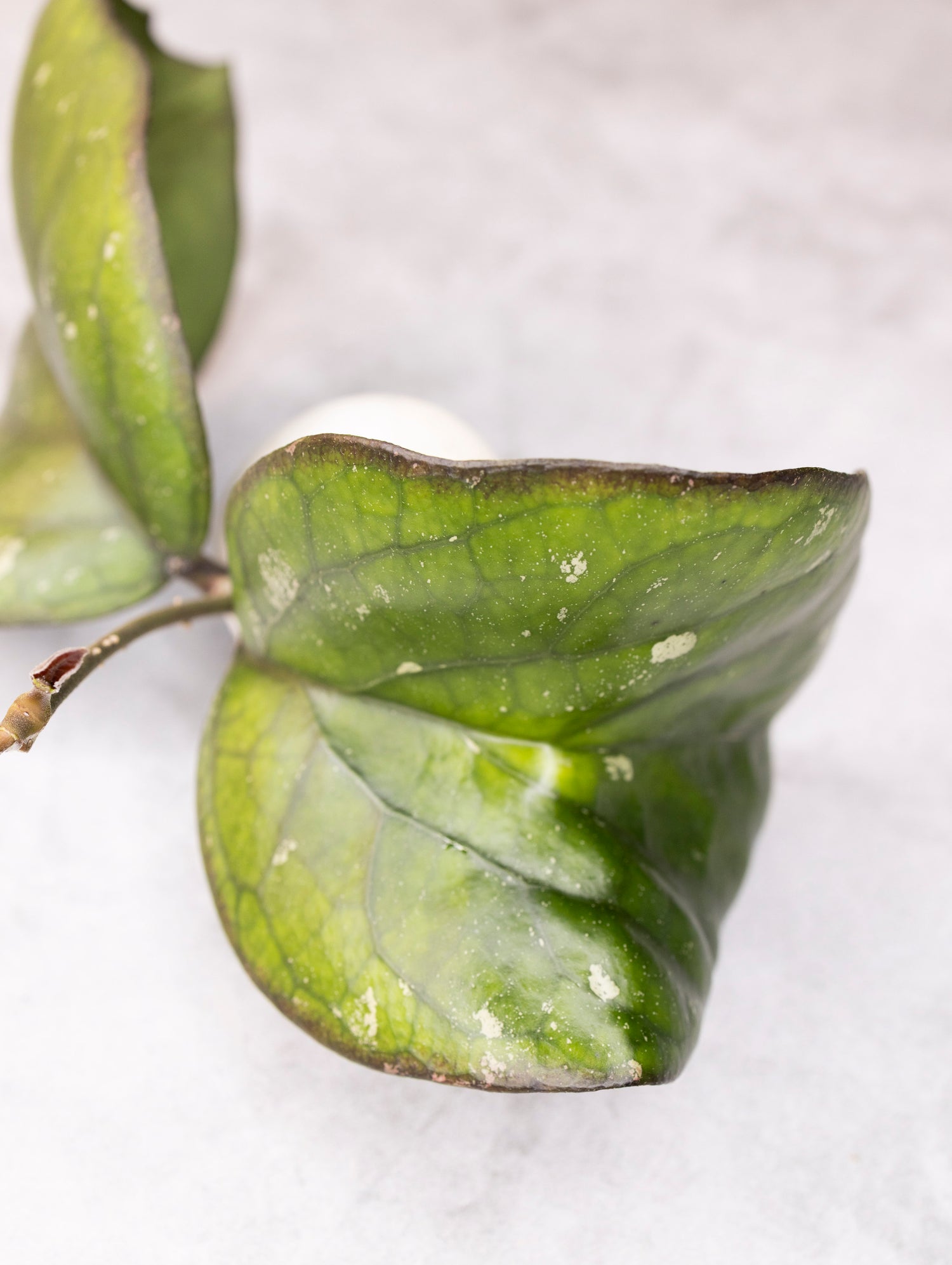 Close-up of green leaves on a white background