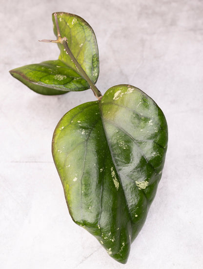 Green leafy plant on a textured white background