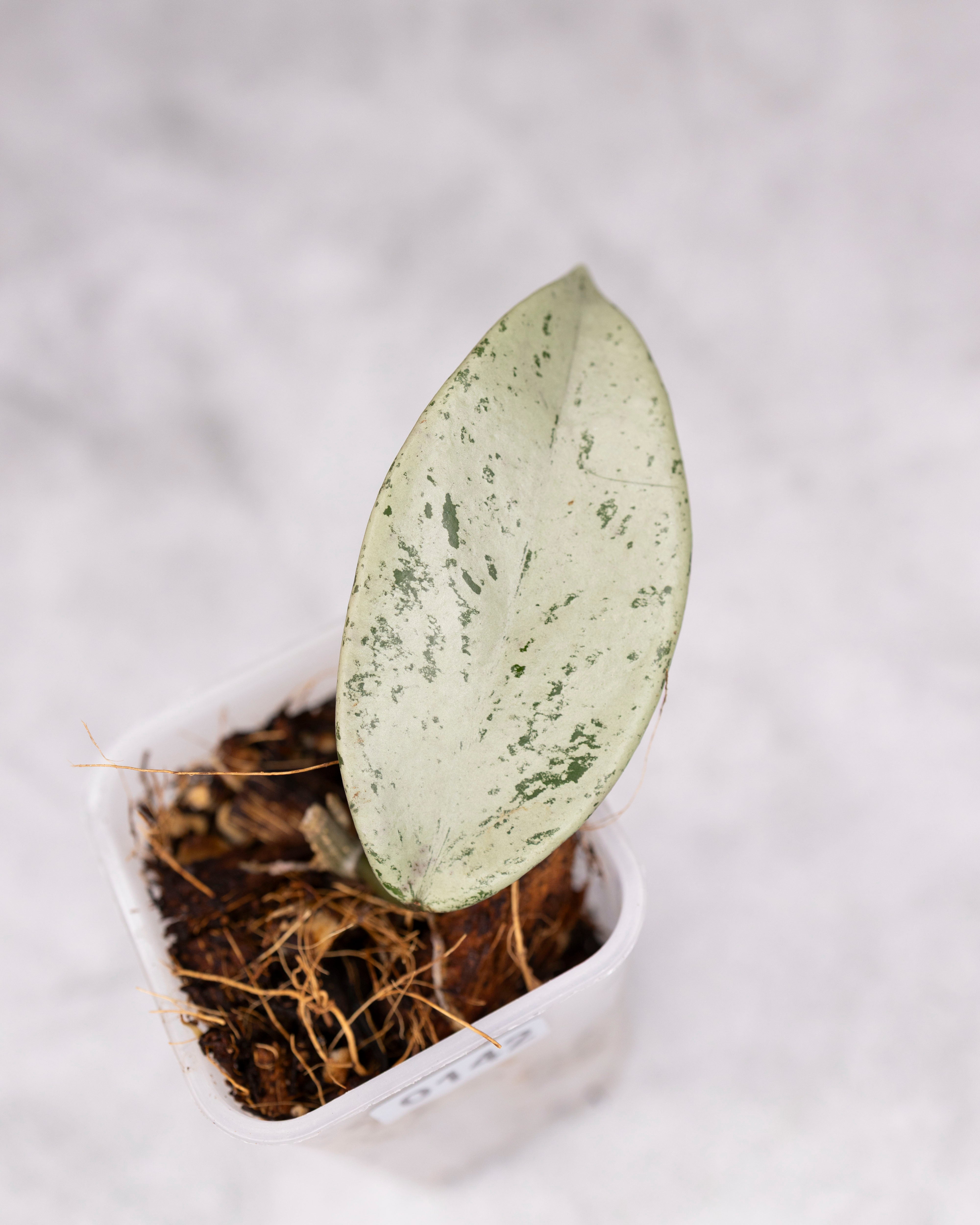 Hoya pubicalyx 'Pink Silver Ghost' /0142/ – Hoya Cuttings