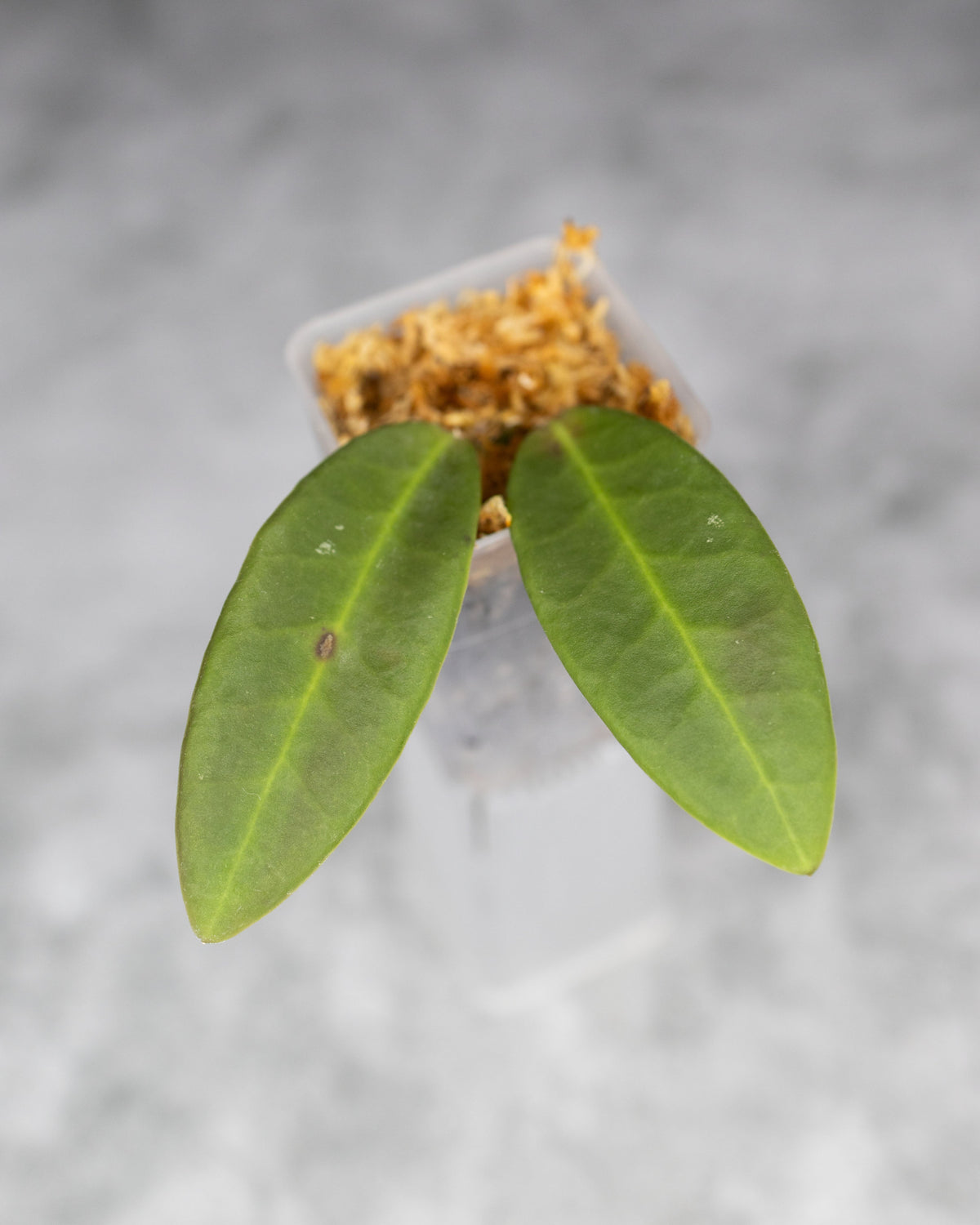 Hoya pulchra