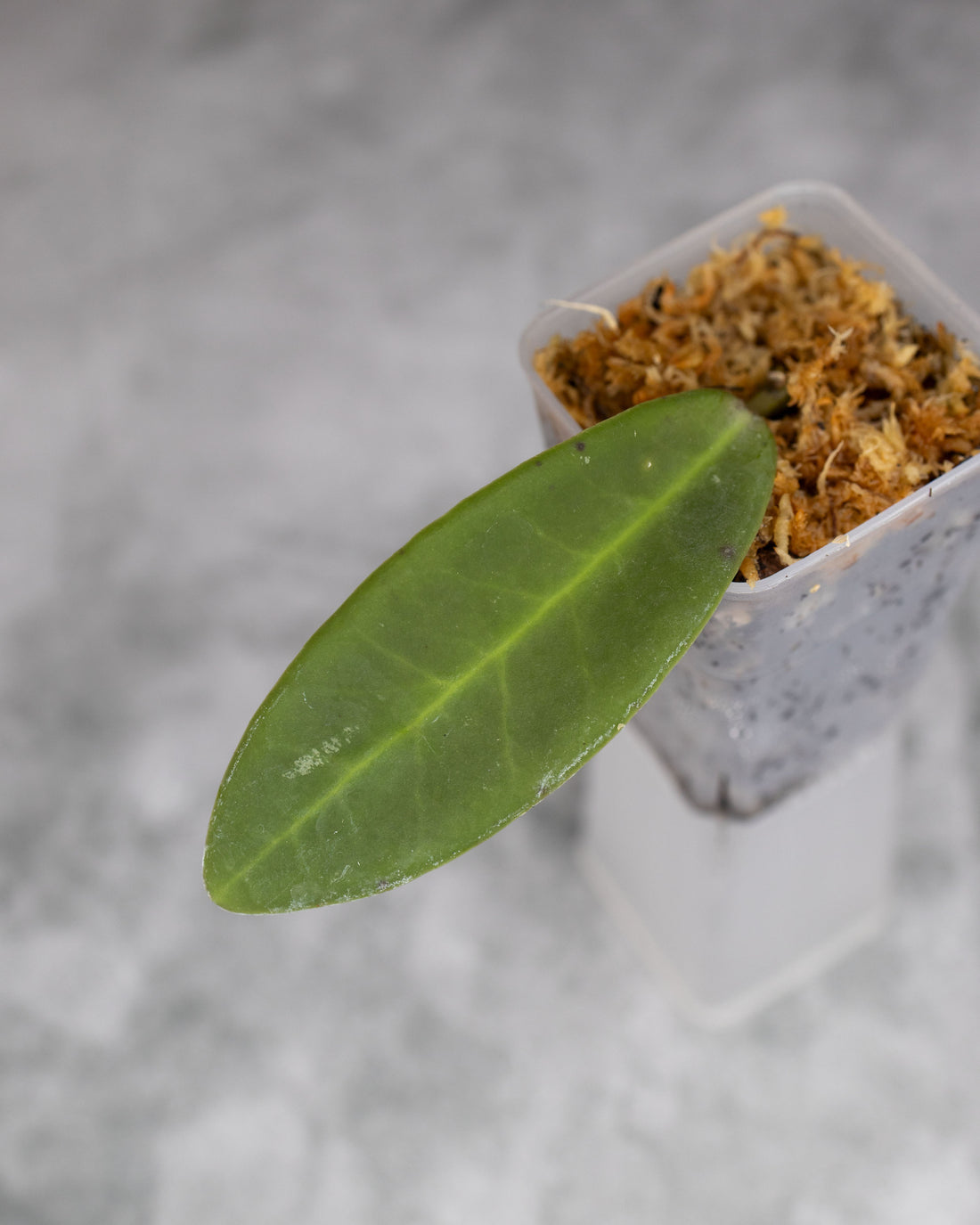 Hoya pulchra