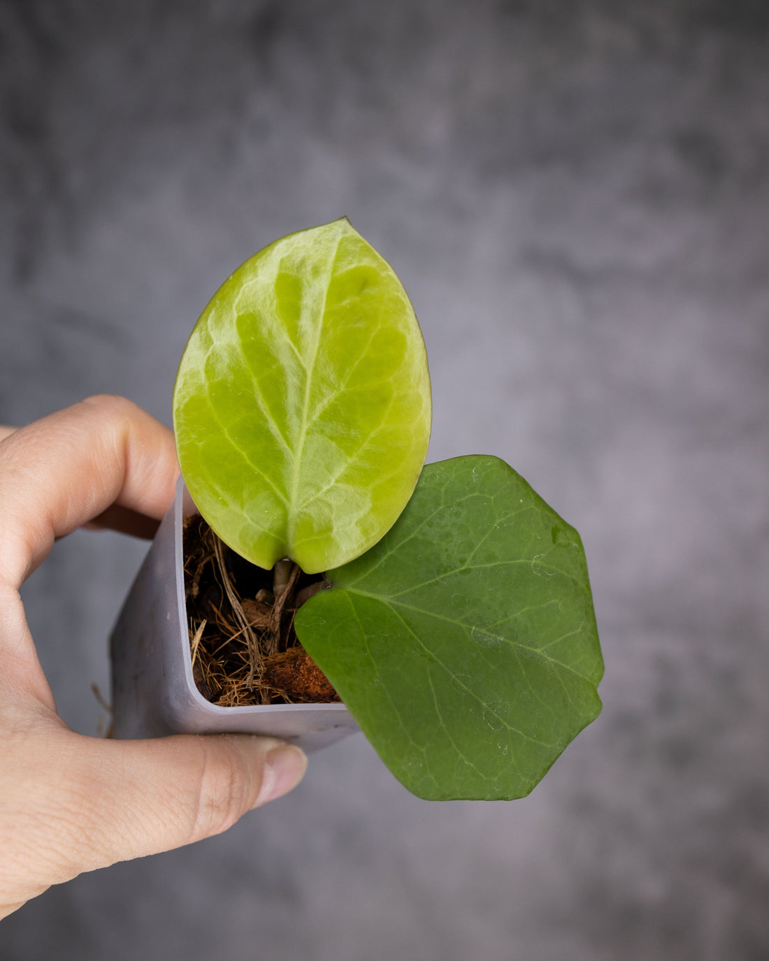 Hoya Rhiannon