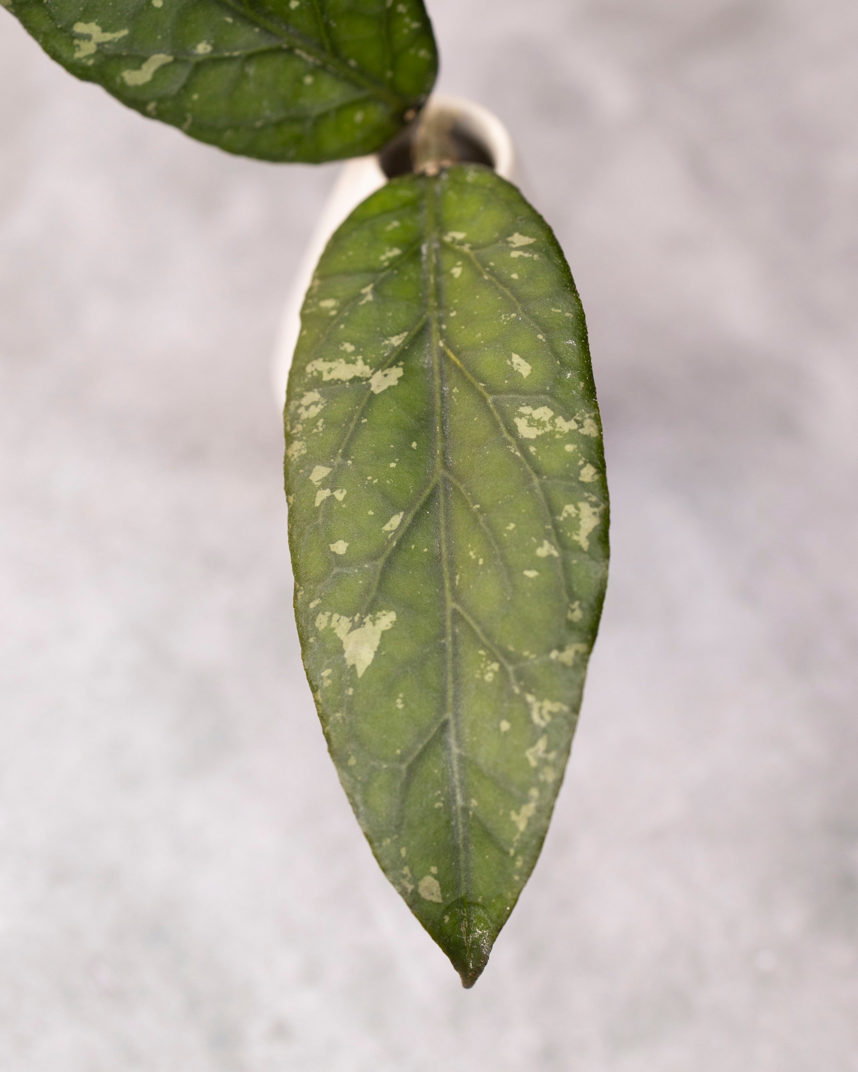 Hoya sp. Takengon &