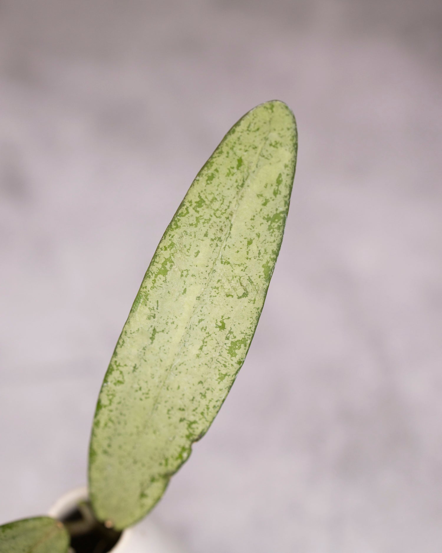 Close-up of a silver leaf against a blurred gray background