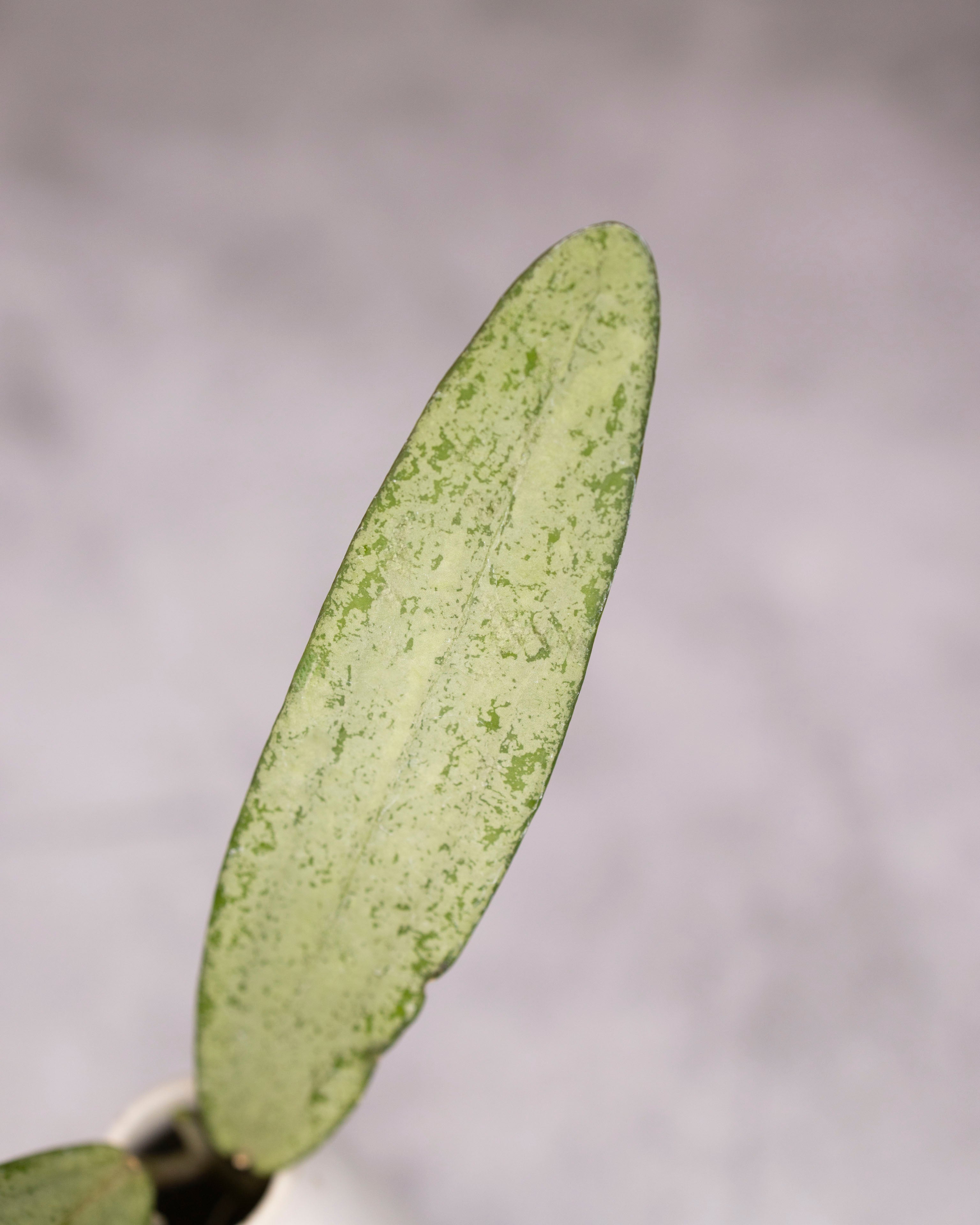 Close-up of a silver leaf against a blurred gray background