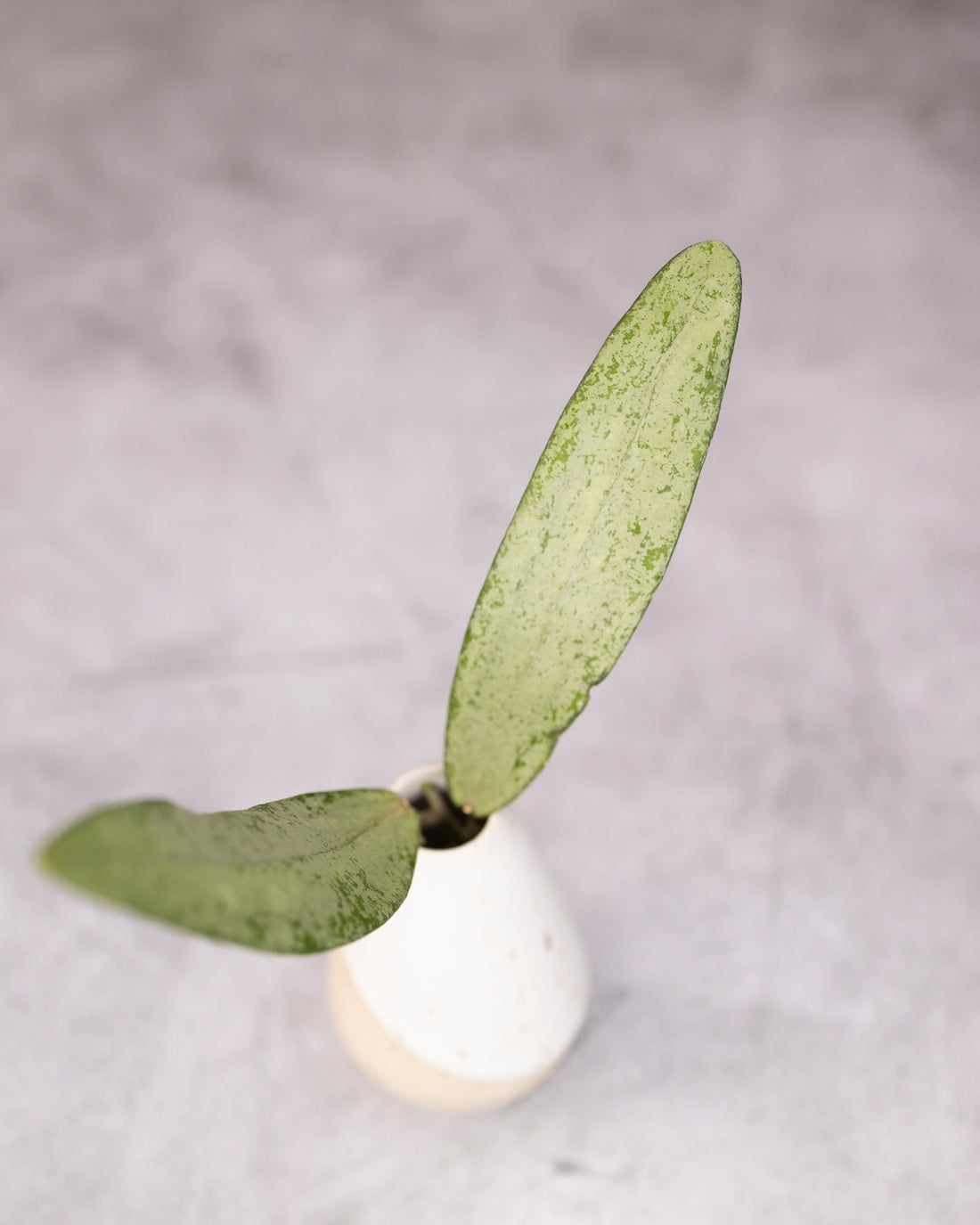 Small silver plant in a white pot on a gray background