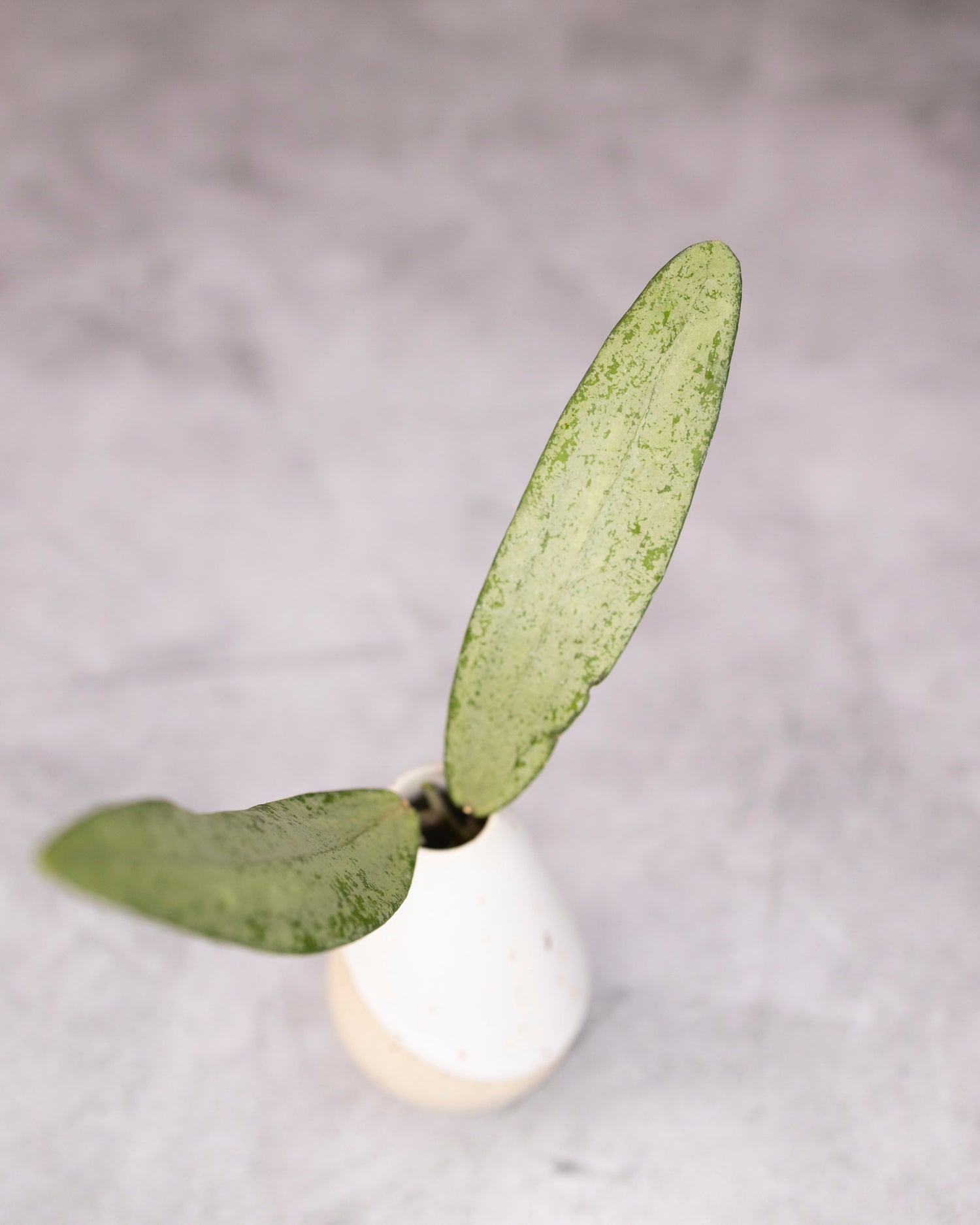 Small silver plant in a white pot on a gray background