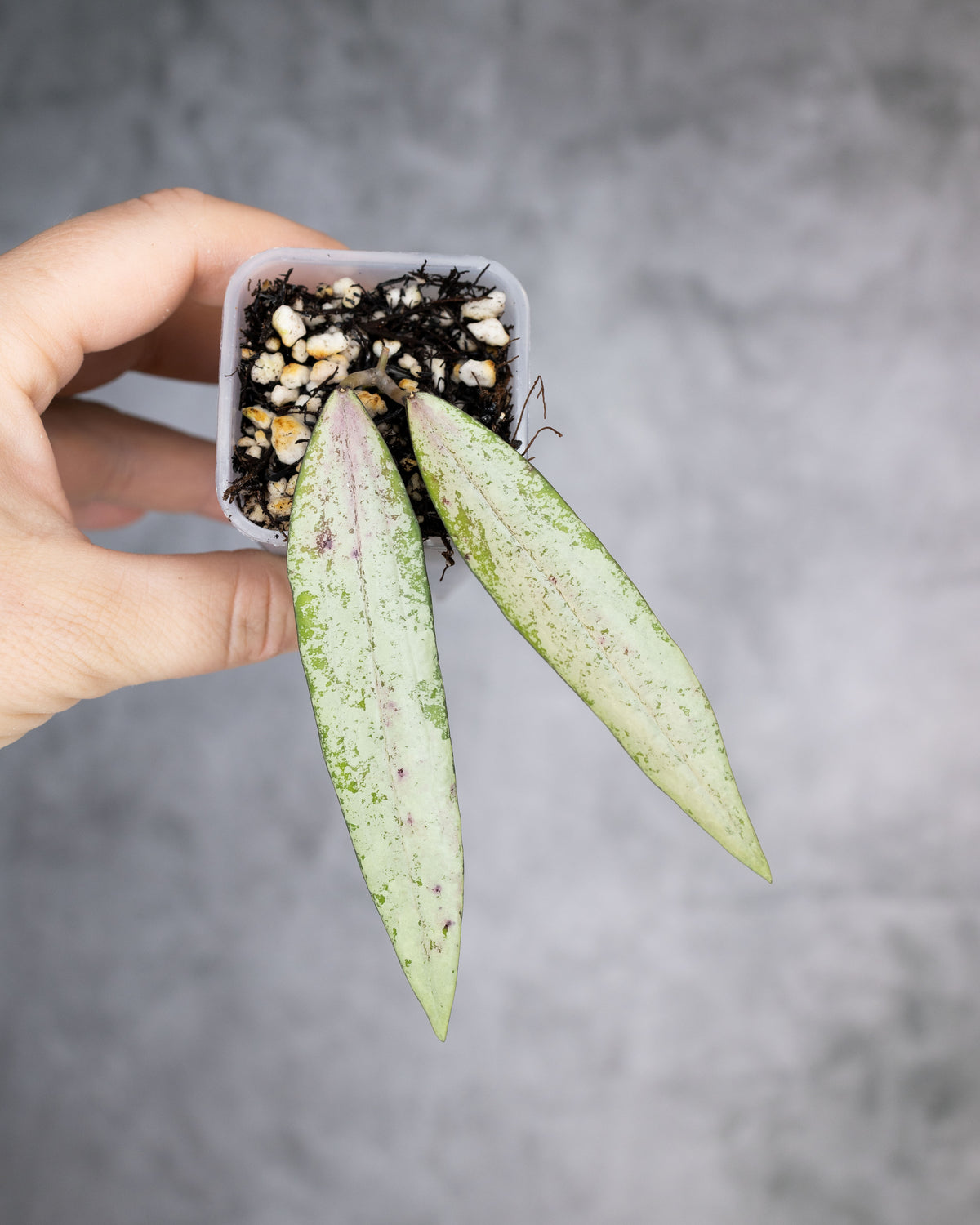 Hoya sp. Bengkulu (Rindu Rafflesia, Silver)