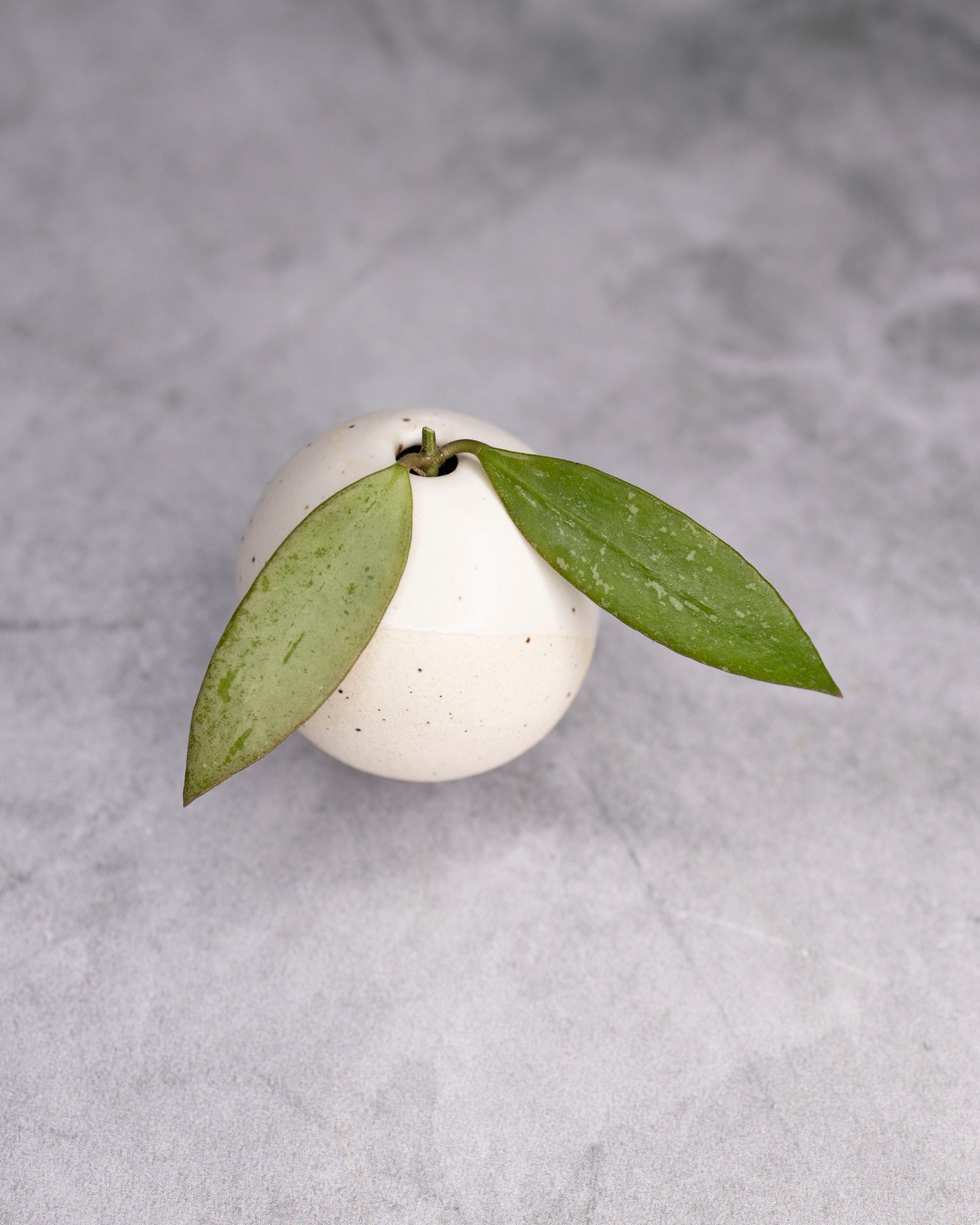 Hoya &