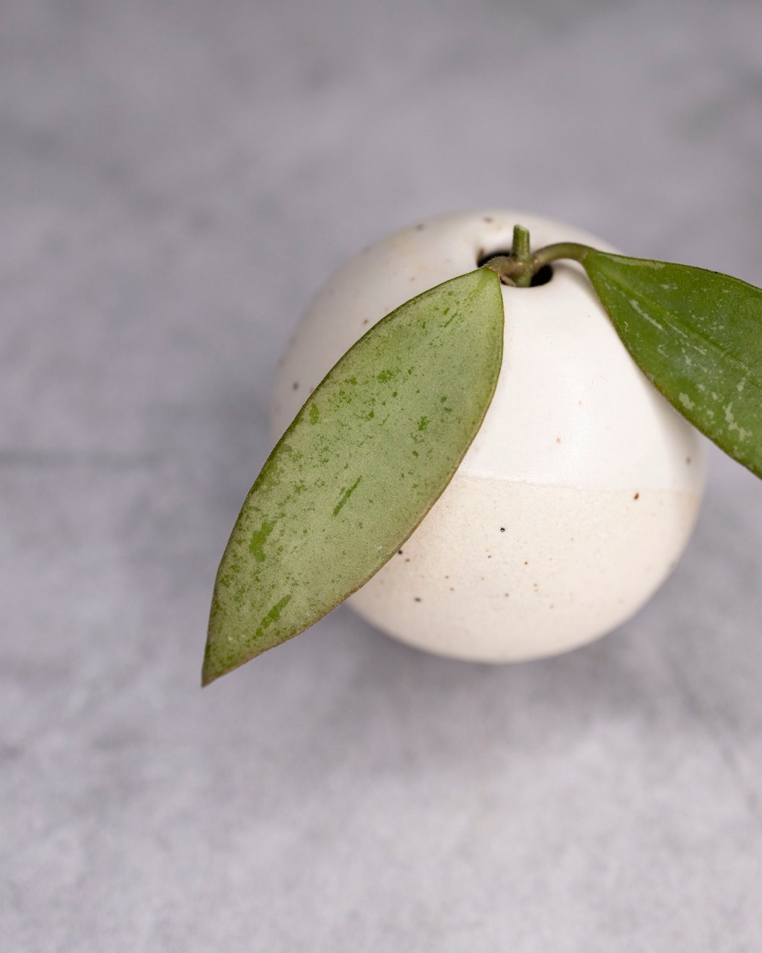 Hoya &