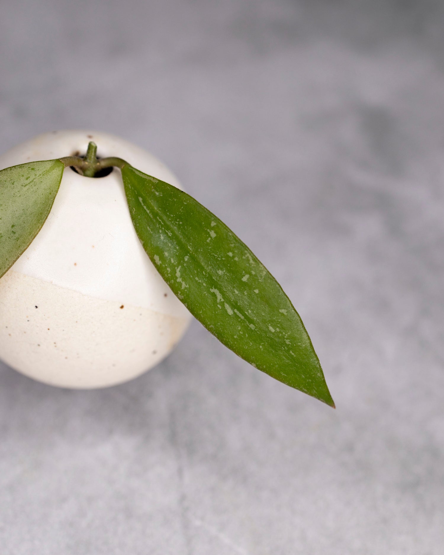 Hoya &