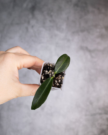Hoya rubida