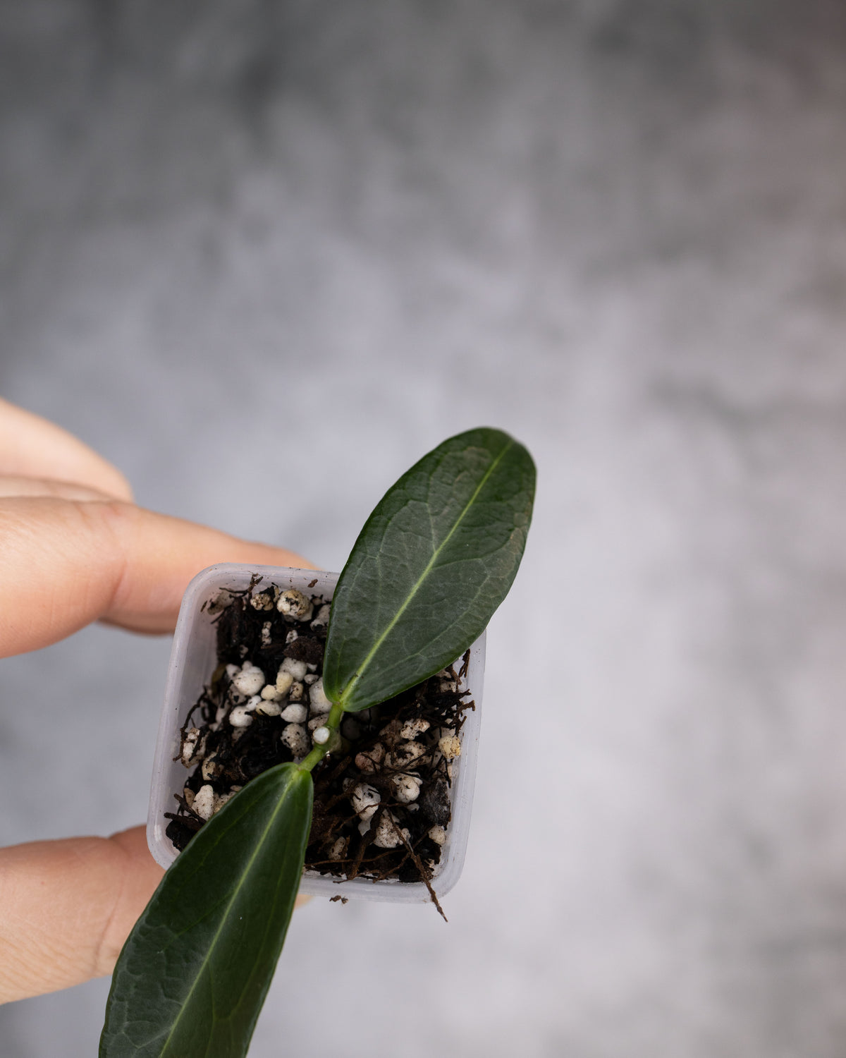 Hoya rubida