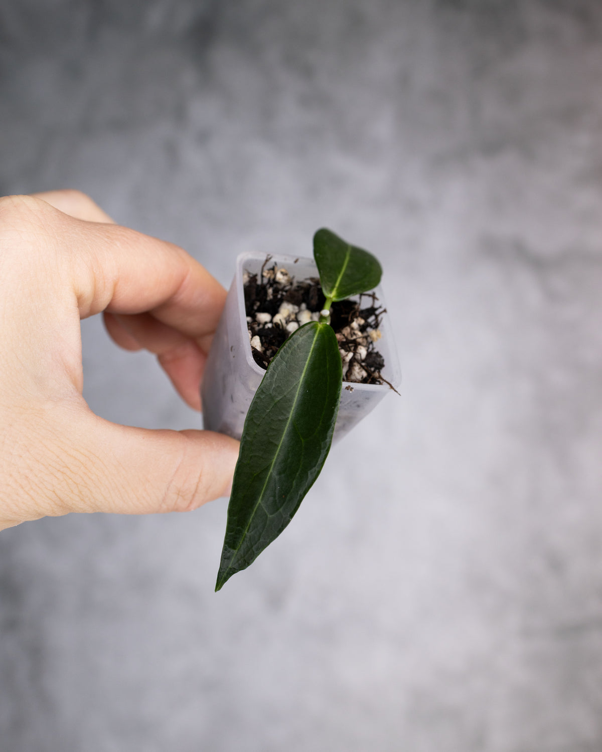 Hoya rubida