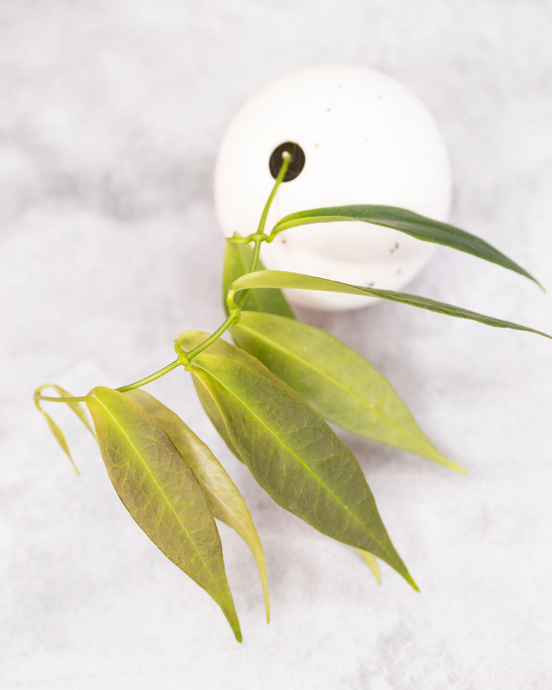 Hoya solaniflora (NS12-277)