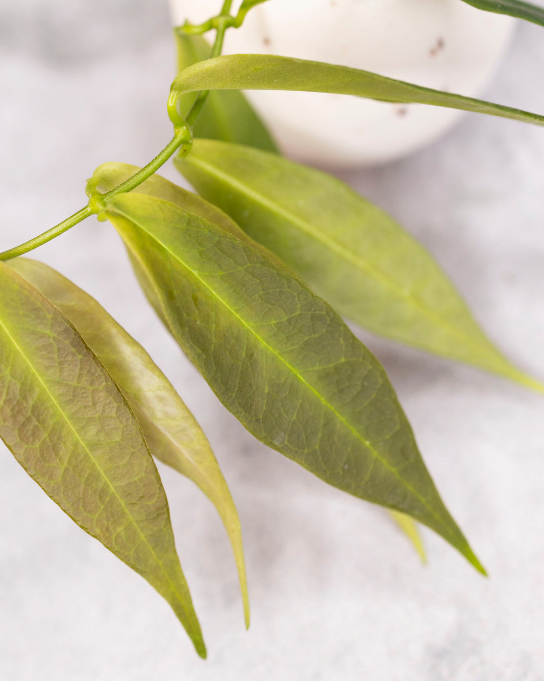 Hoya solaniflora (NS12-277)