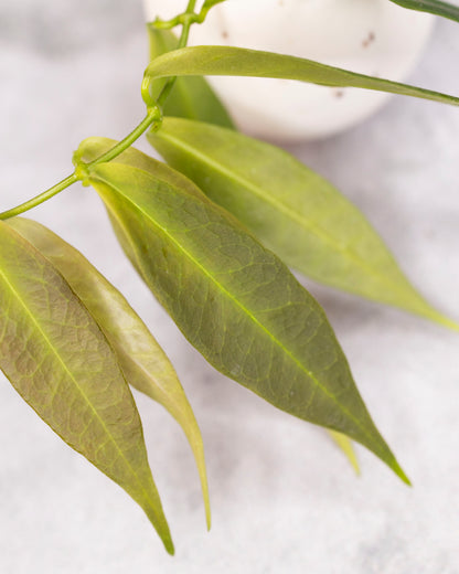 Hoya solaniflora (NS12-277)