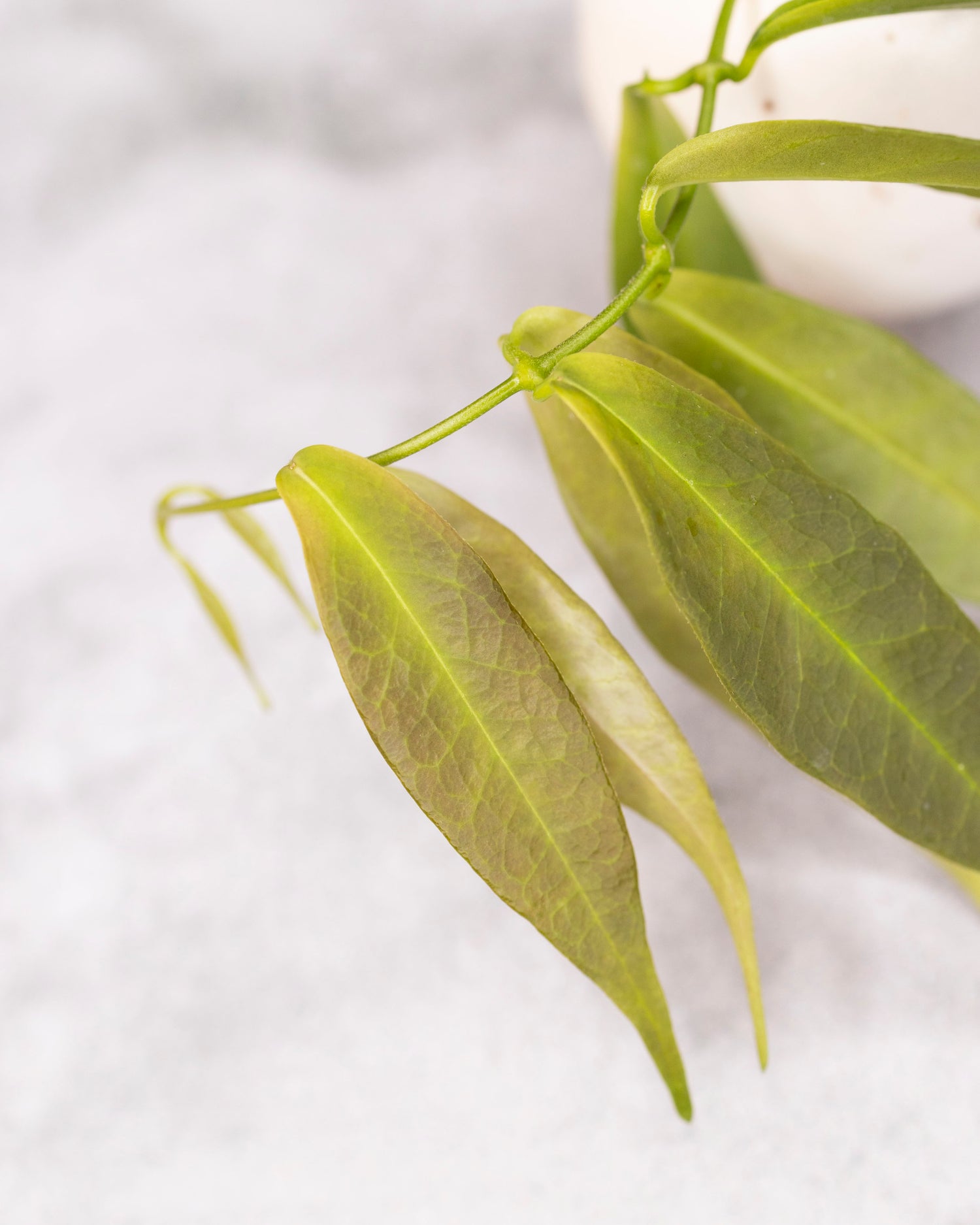 Hoya solaniflora (NS12-277)