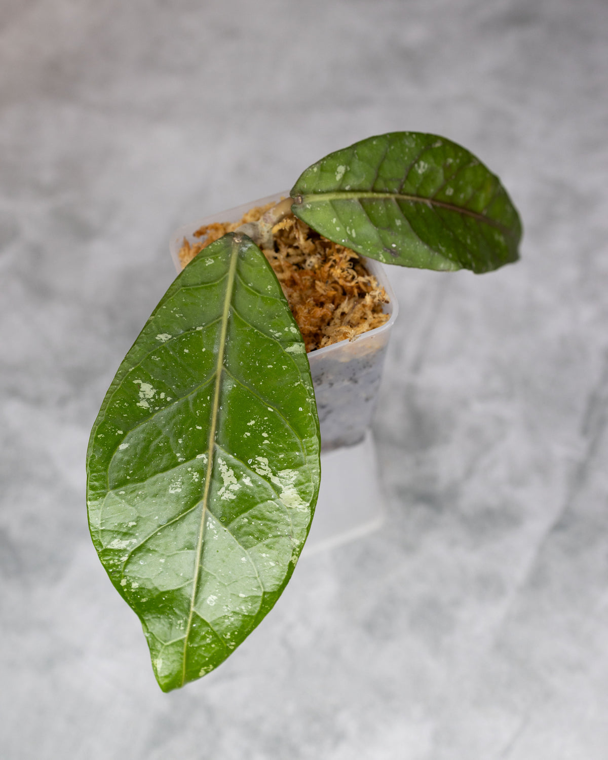 Hoya sp. Aceh &