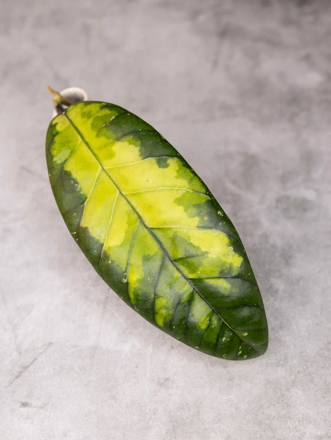 Green leaf with yellowish center on a gray surface