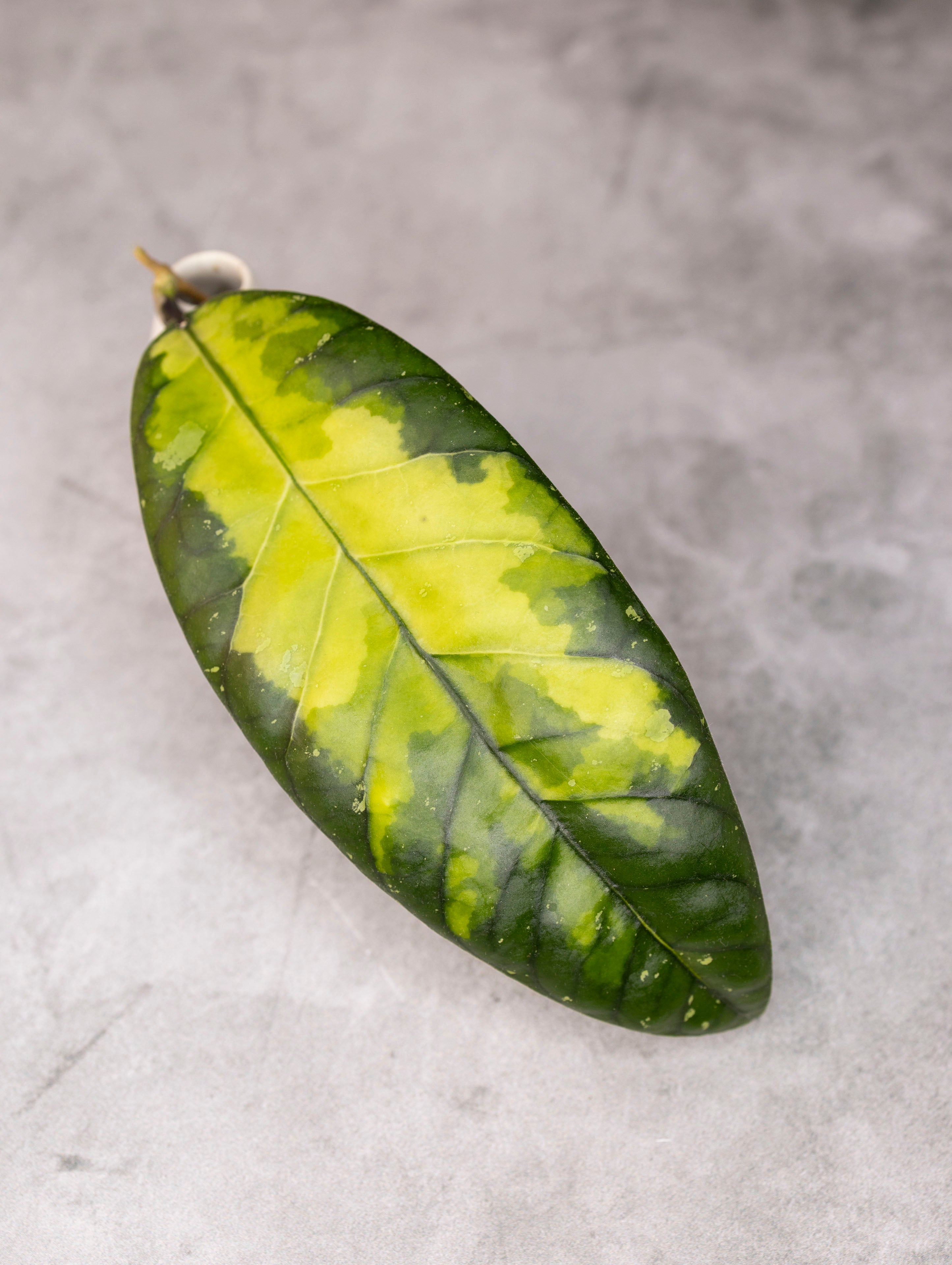 Green leaf with yellowish center on a gray surface