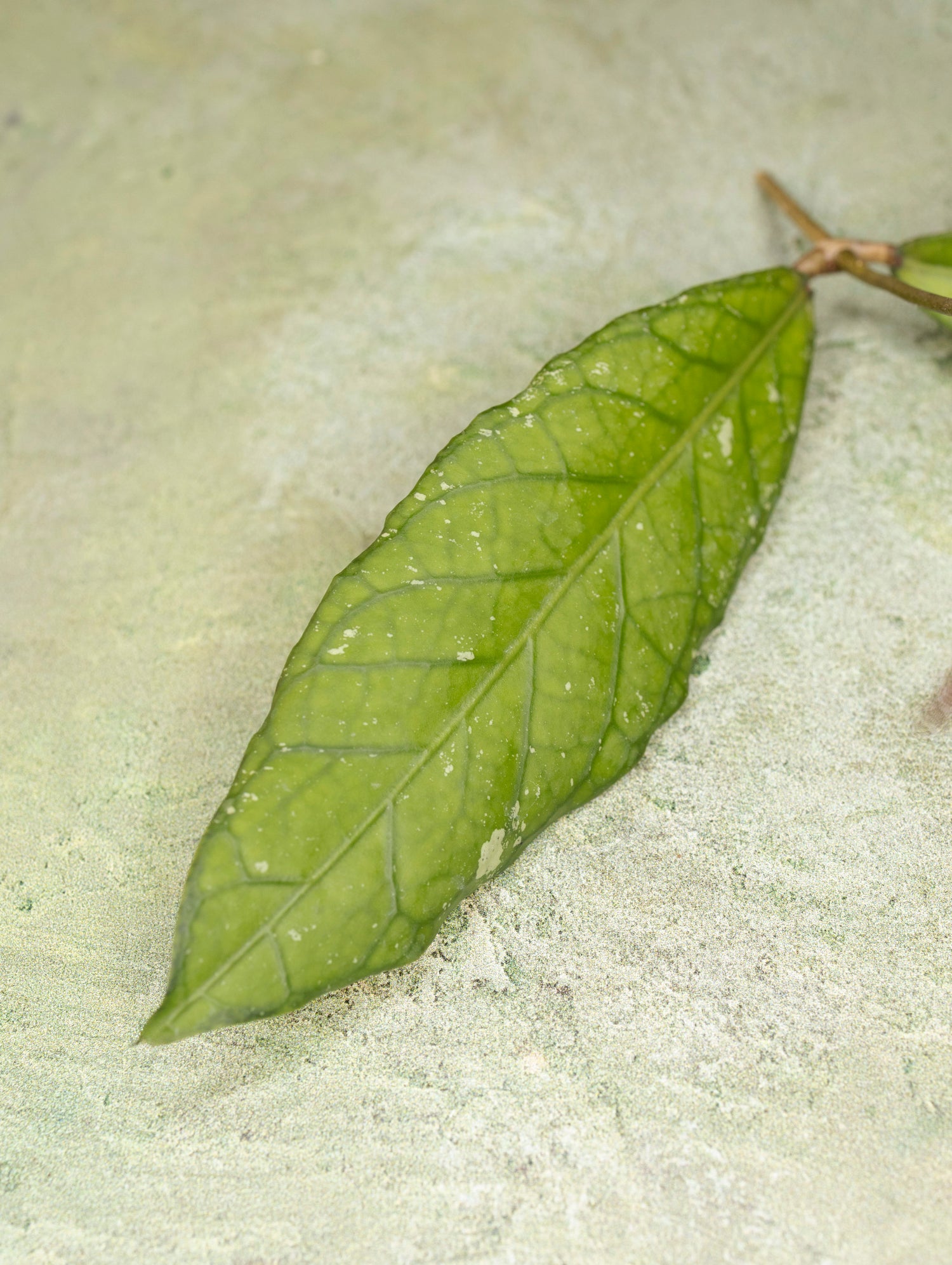 Hoya sp Aceh Blangkejeren